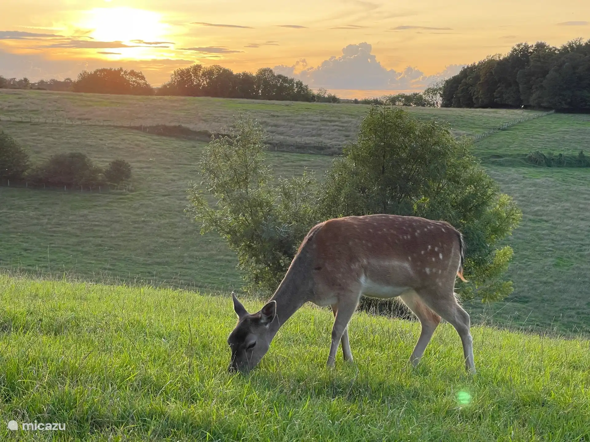 Zonsondergang over onze eigen hertenweide