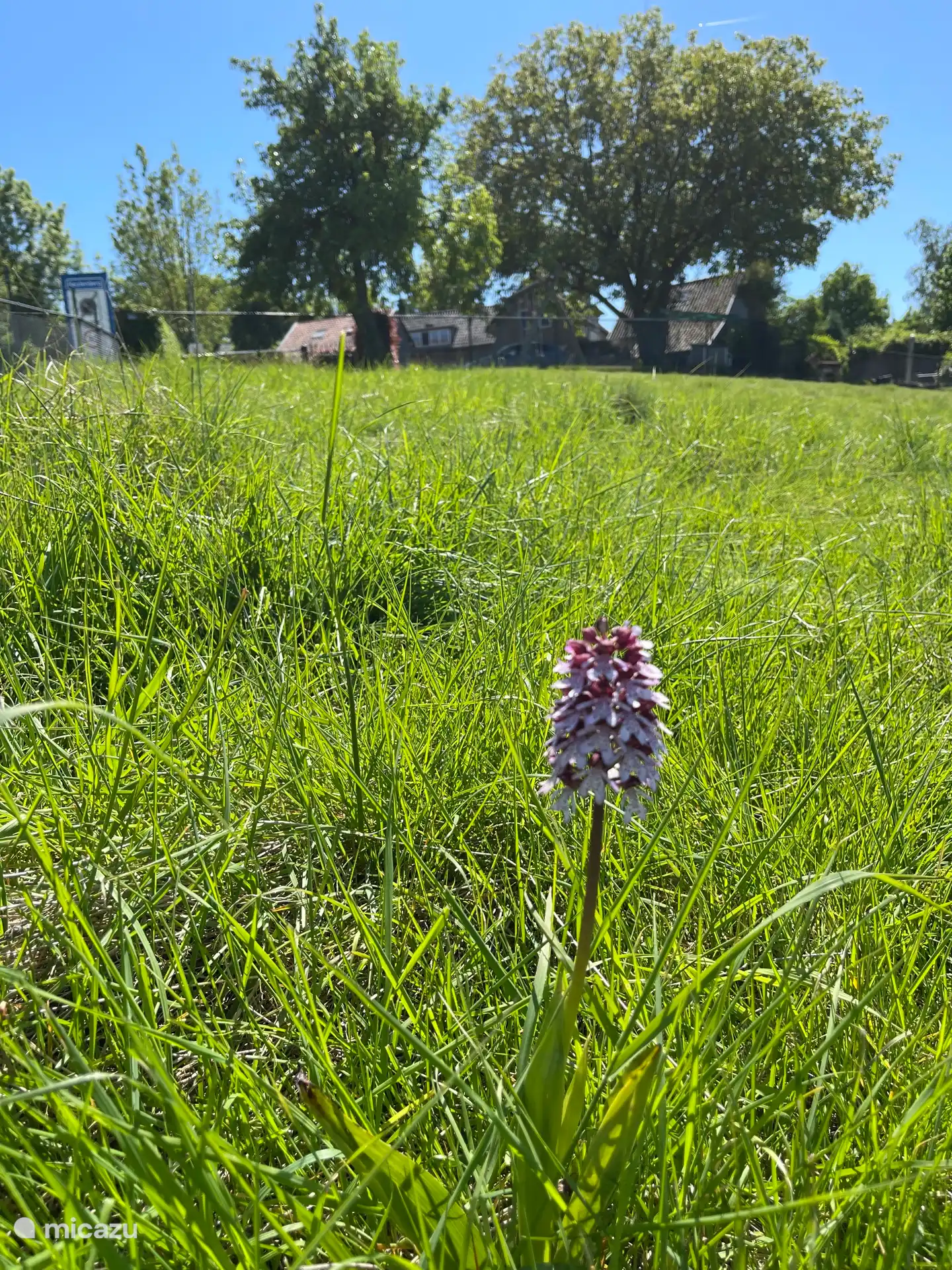 De zeldzame wilde orchidee in onze hertenweide