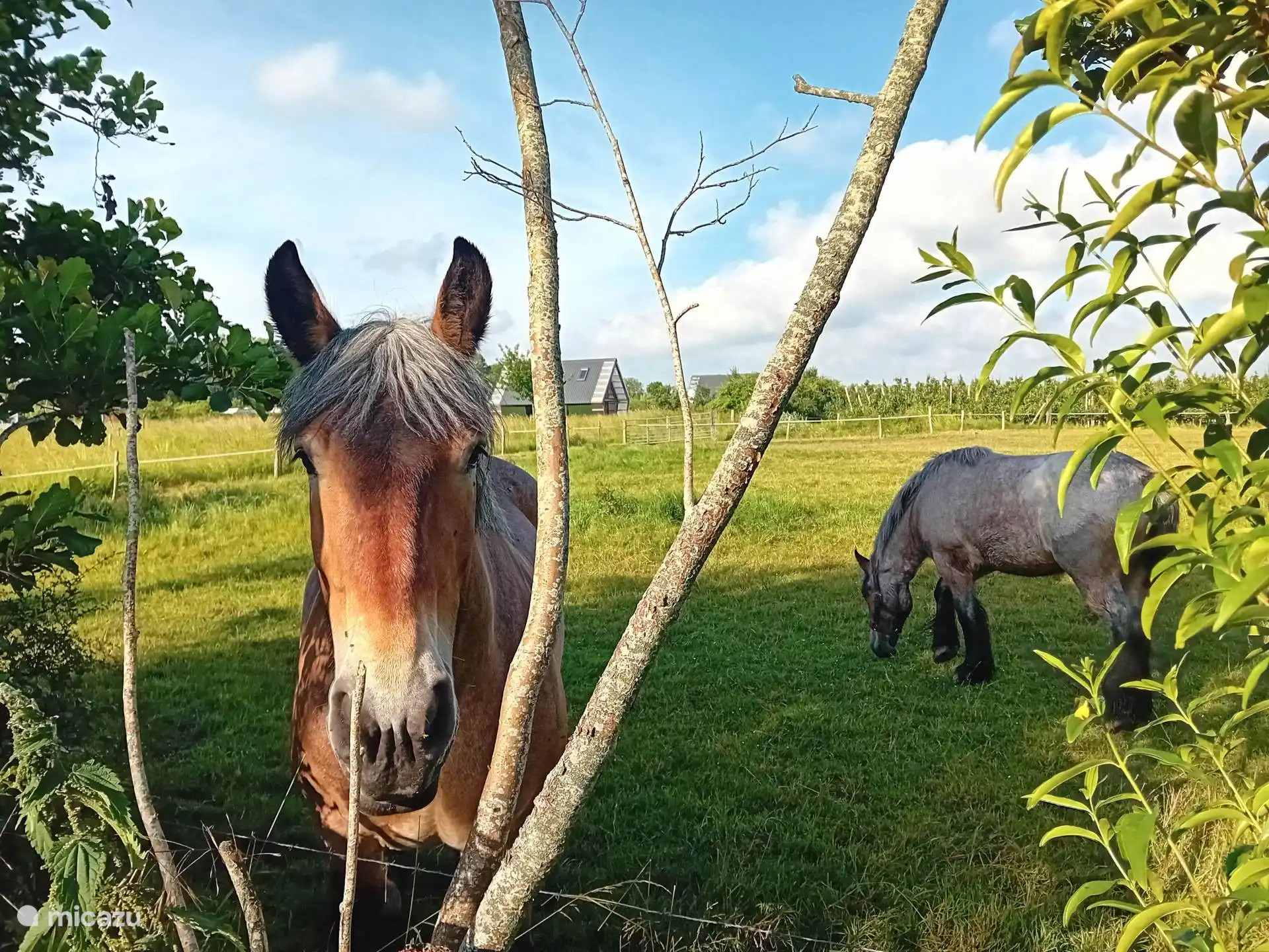 op de achtergrond de natuurhuisjes Specht en Vlinder