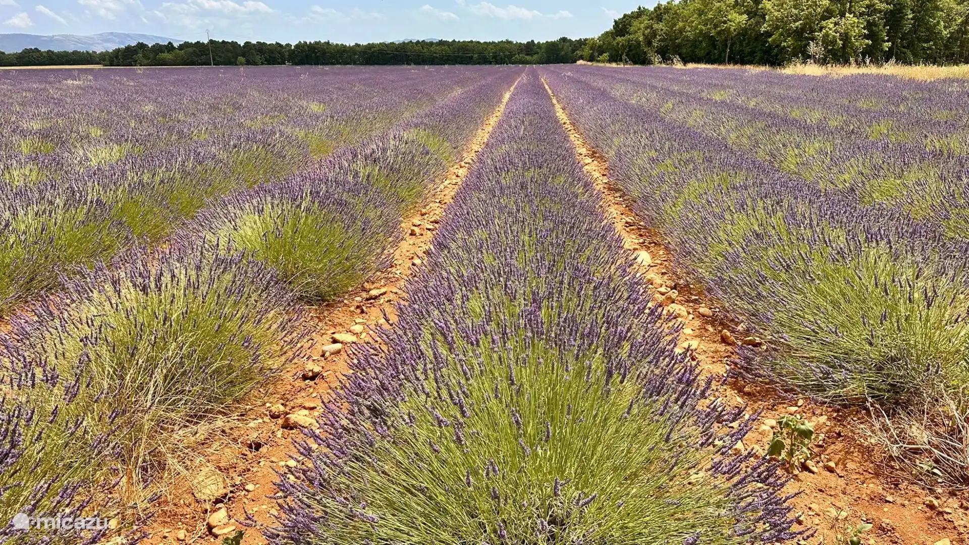 De lavendelvelden in juli uit de omgeving. Het plateau van Valencole is spectaculair