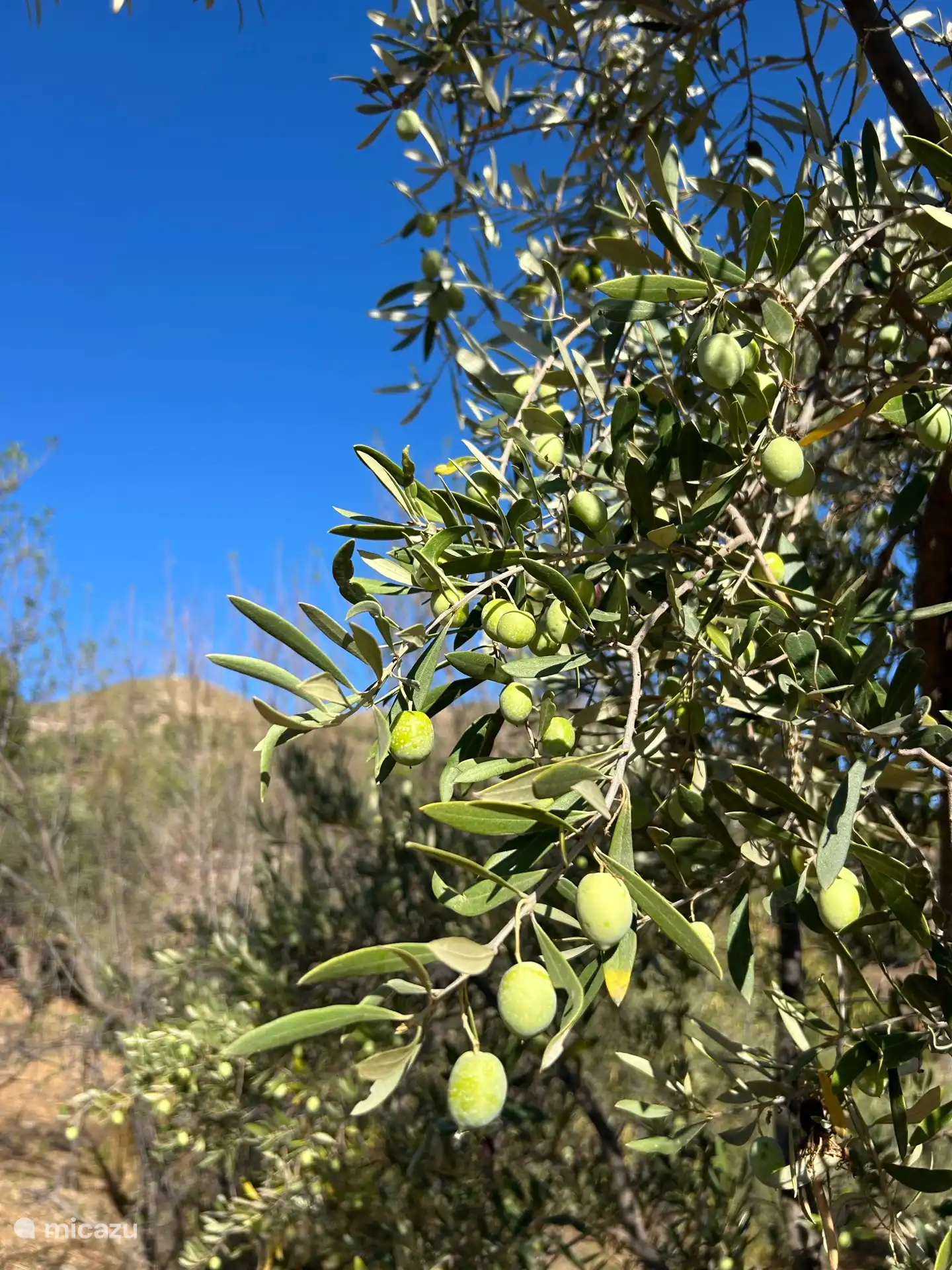 Botanischer Garten – Zitronen