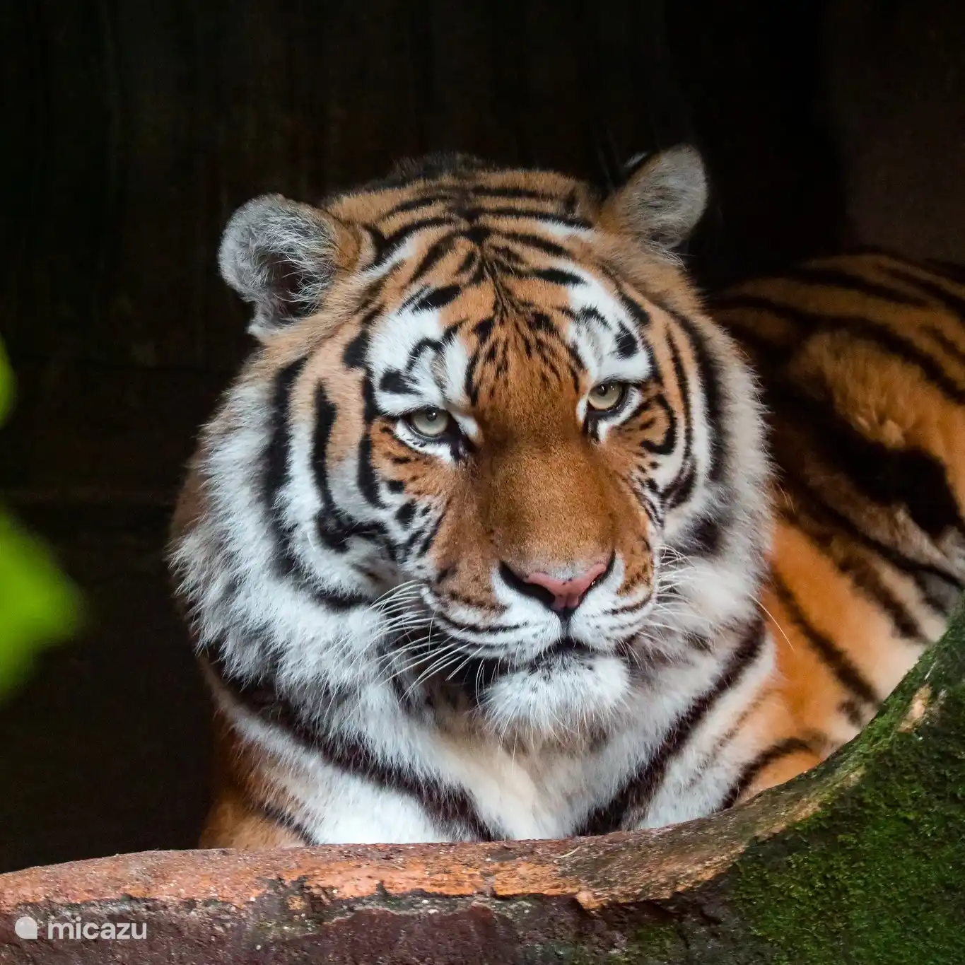Dierenpark Amersfoort