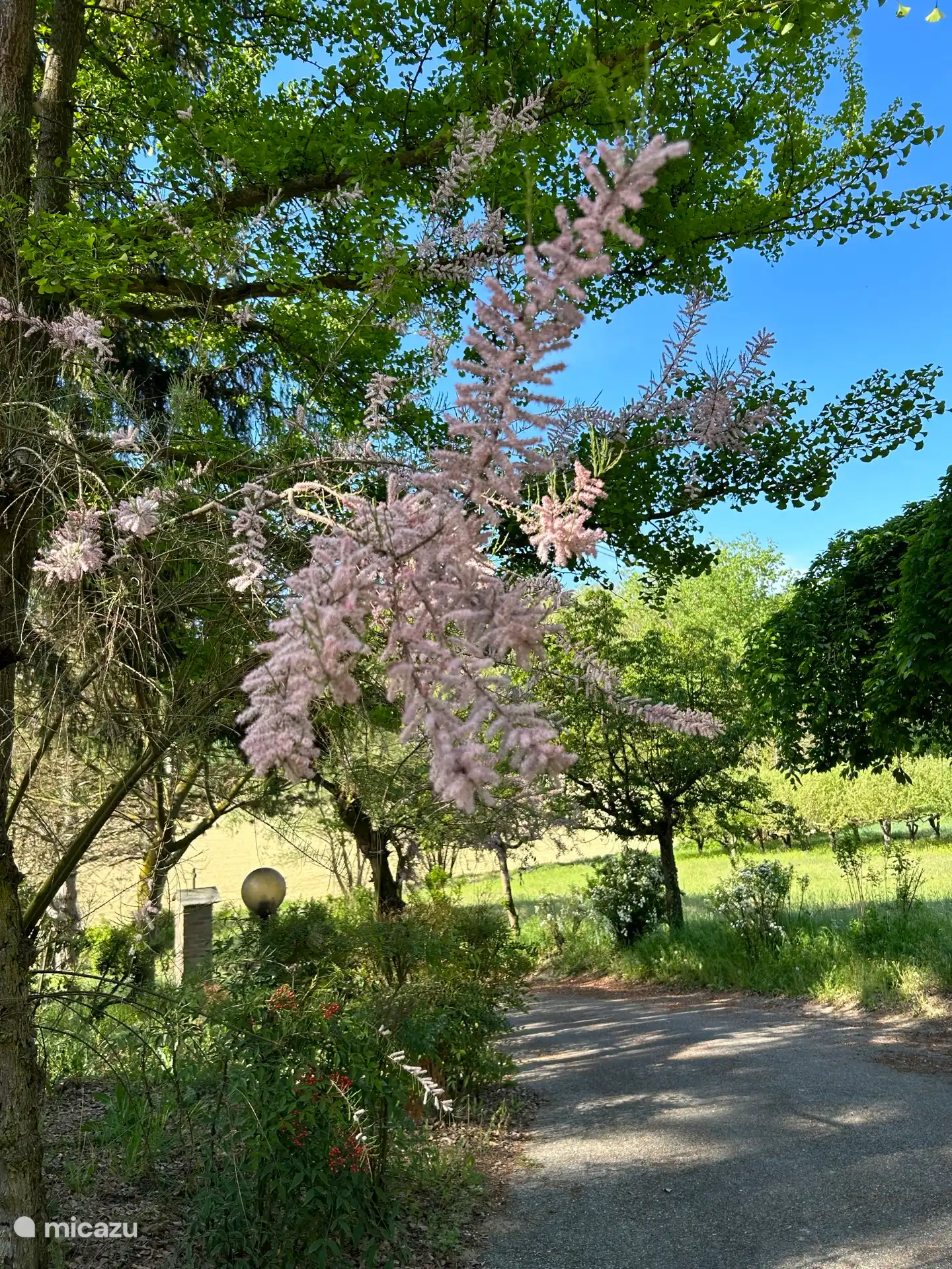 Zomerse indruk van de oprit met talloze bijzondere bomen waaronder de Japanse Ginko.