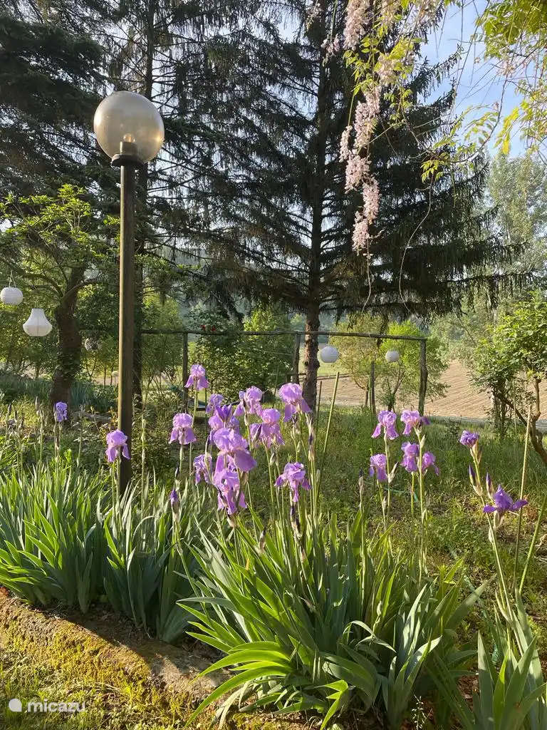 Voortuim met irissen en rozen