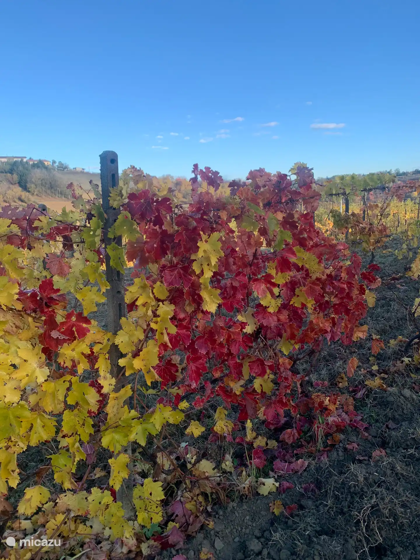 Druivenranken in de herfst.