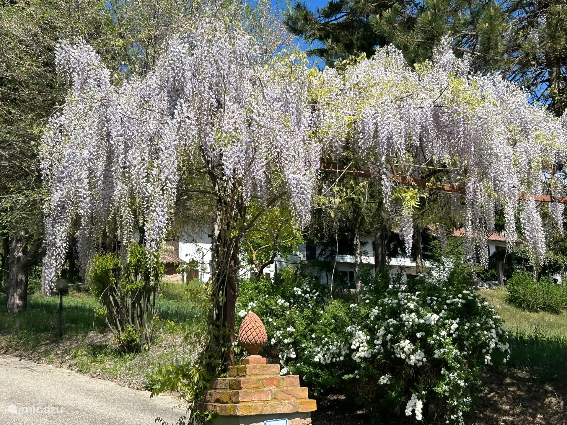 Blauwe regen in het voorjaar.
