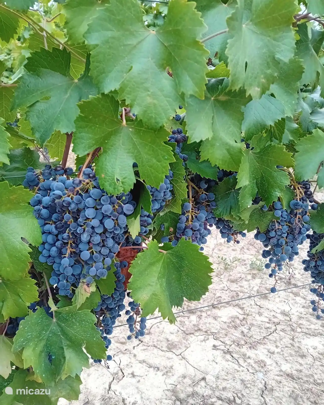 Wijntrossen van een wijngaard in de nabije omgeving van het huis
