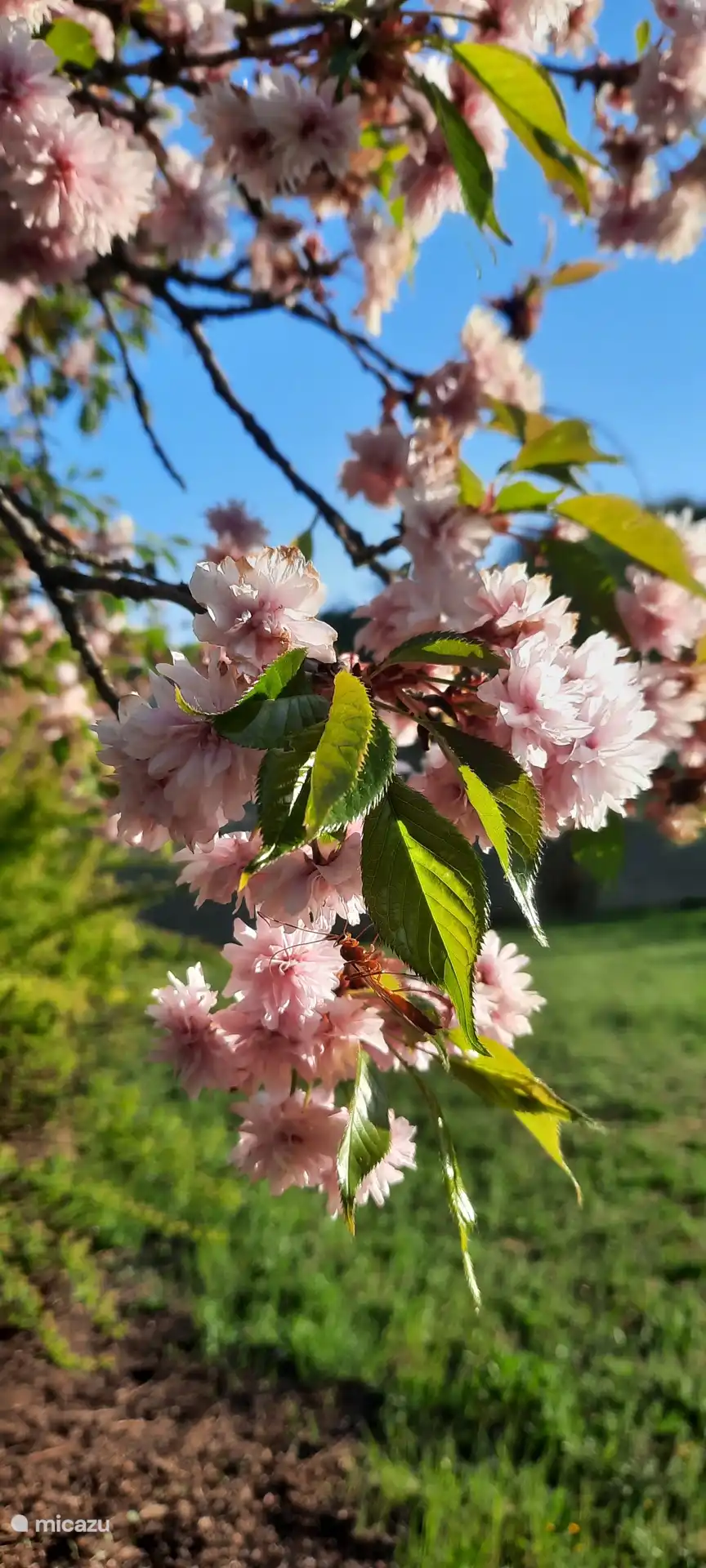 Fruitbomen met bloesem in het voorjaar