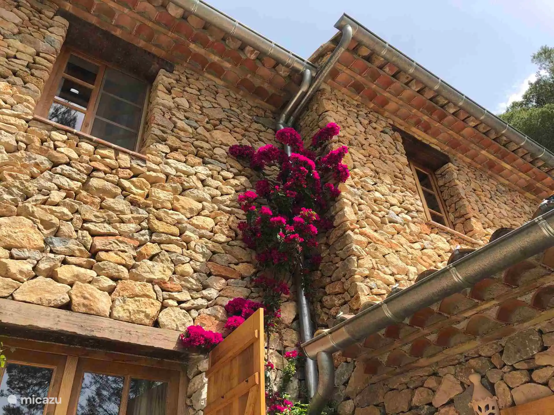 La hermosa Bougainvillea
