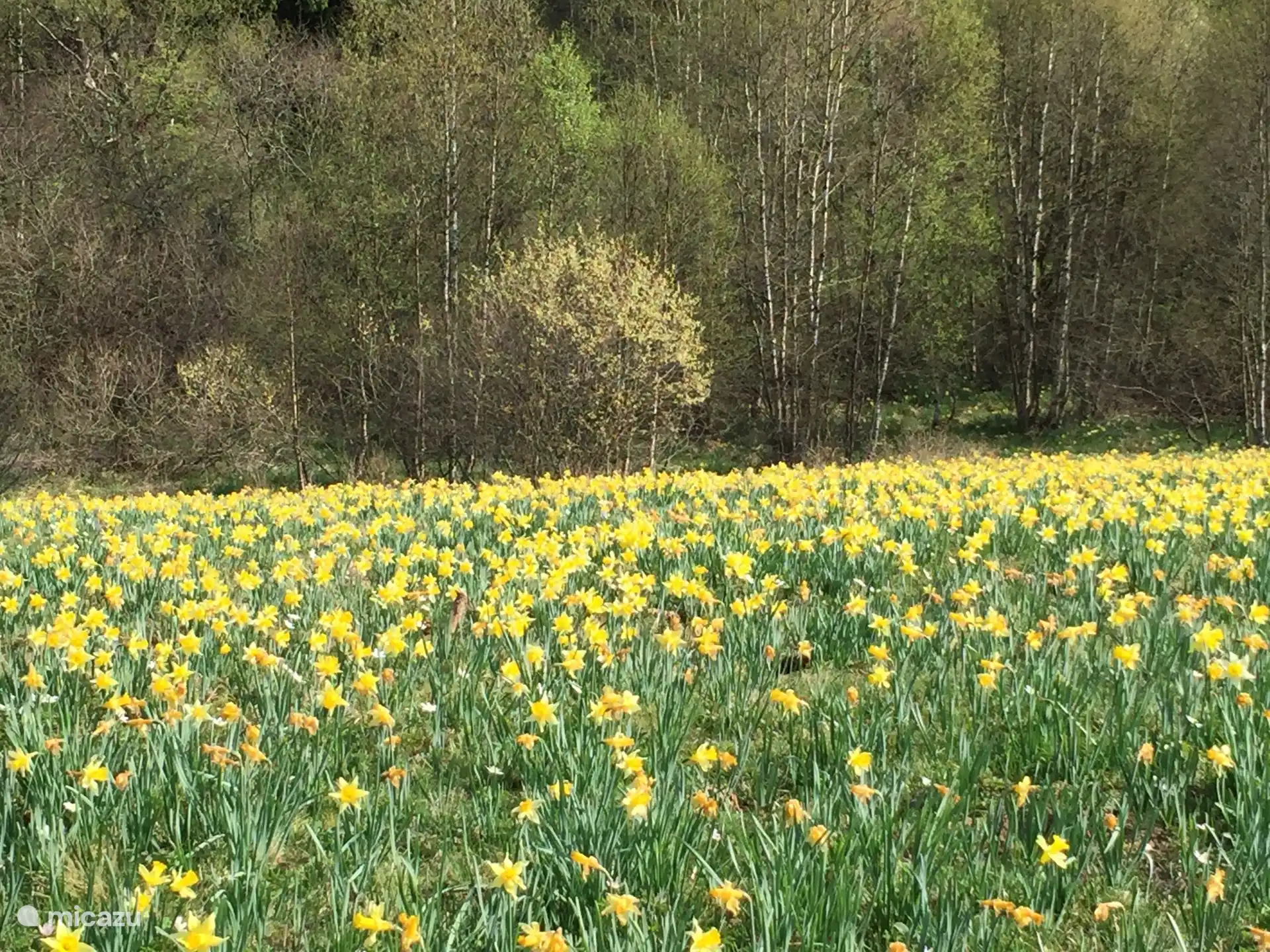 Narzissen Hellenthal-Hollerath