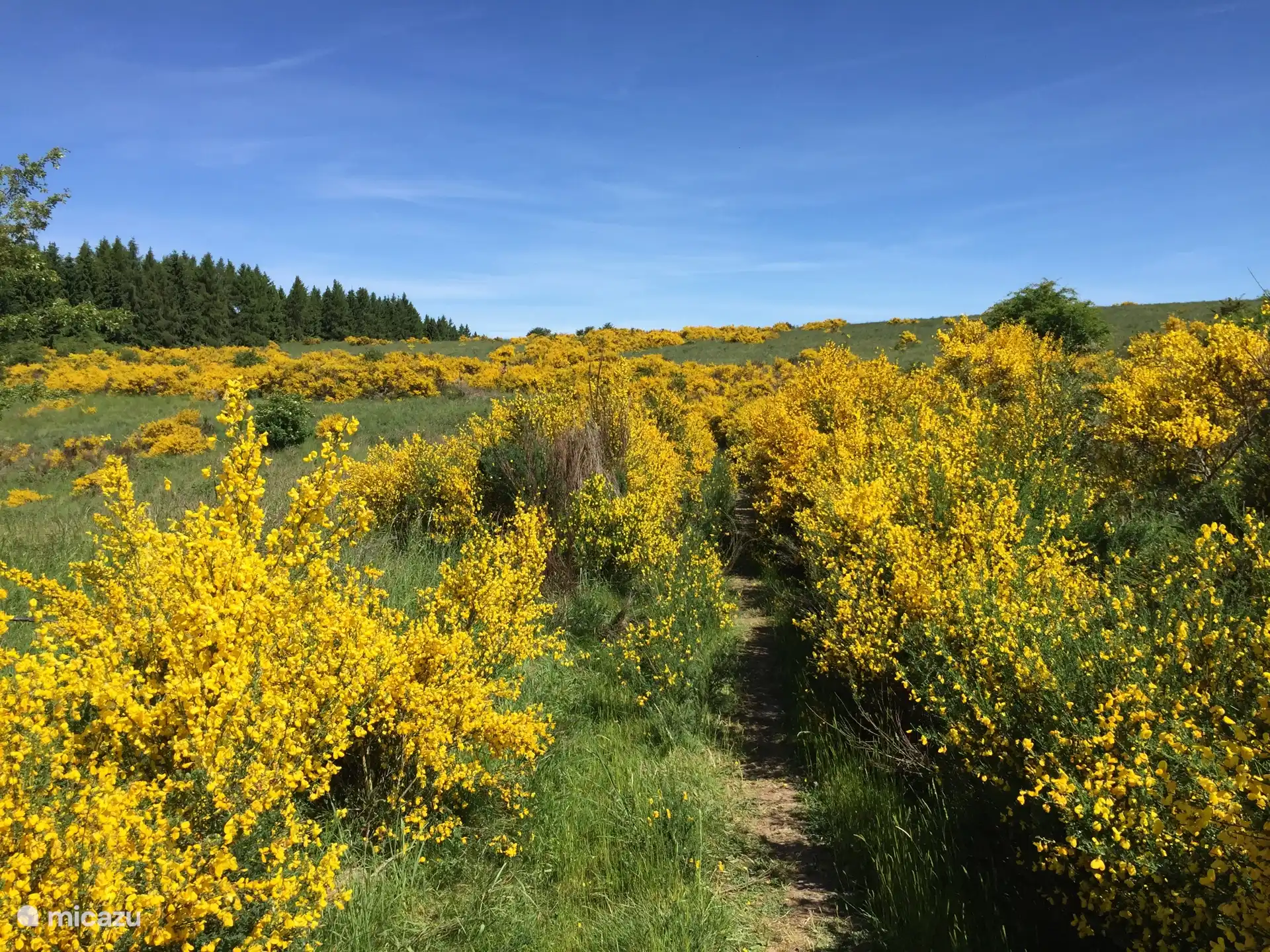 Ginsterblüte auf der Dreiborner Hochfläche