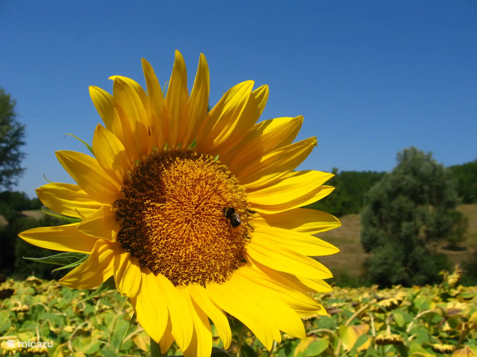 Environnement des tournesols