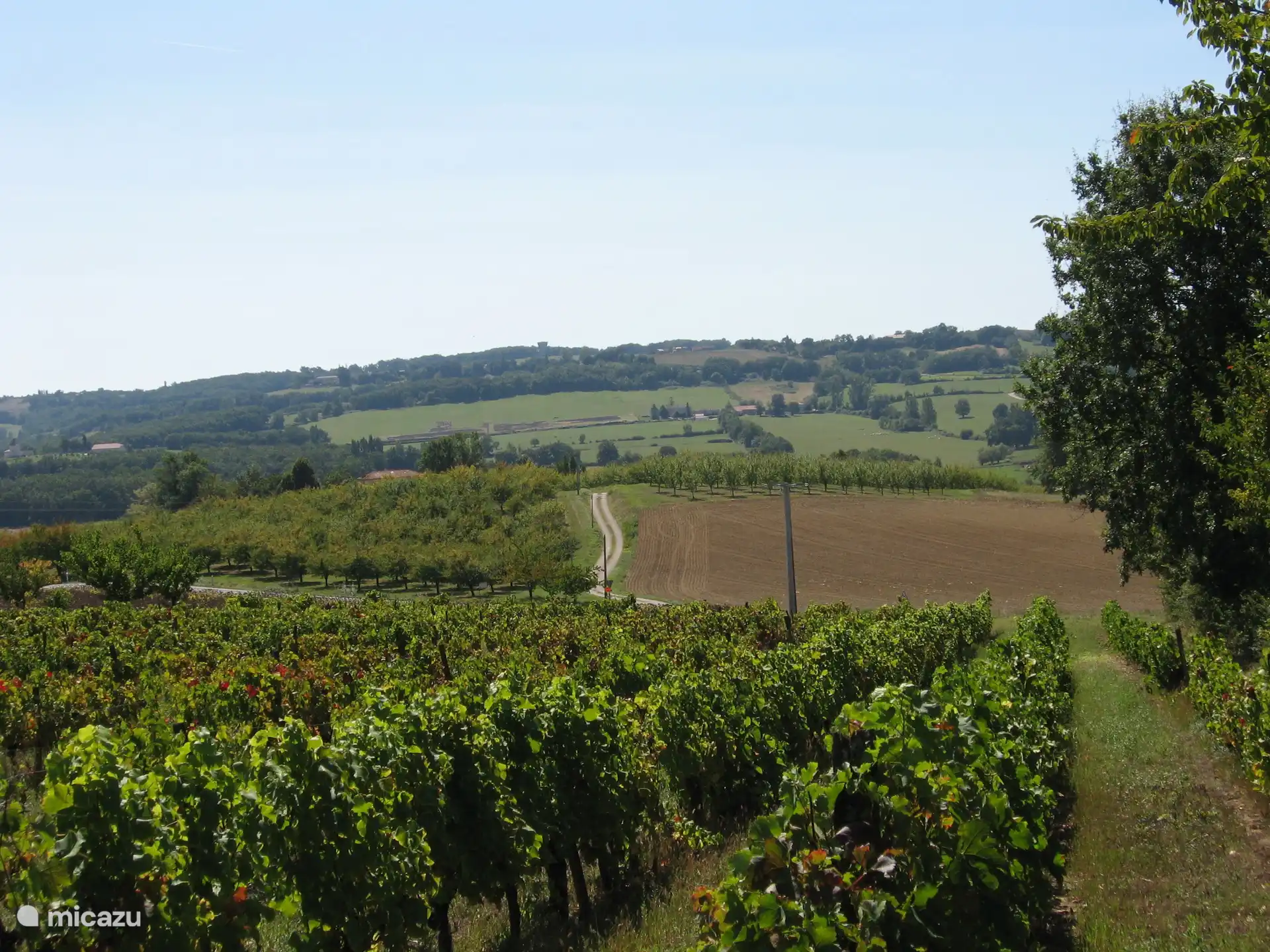 Environnement de vin et de pruneaux