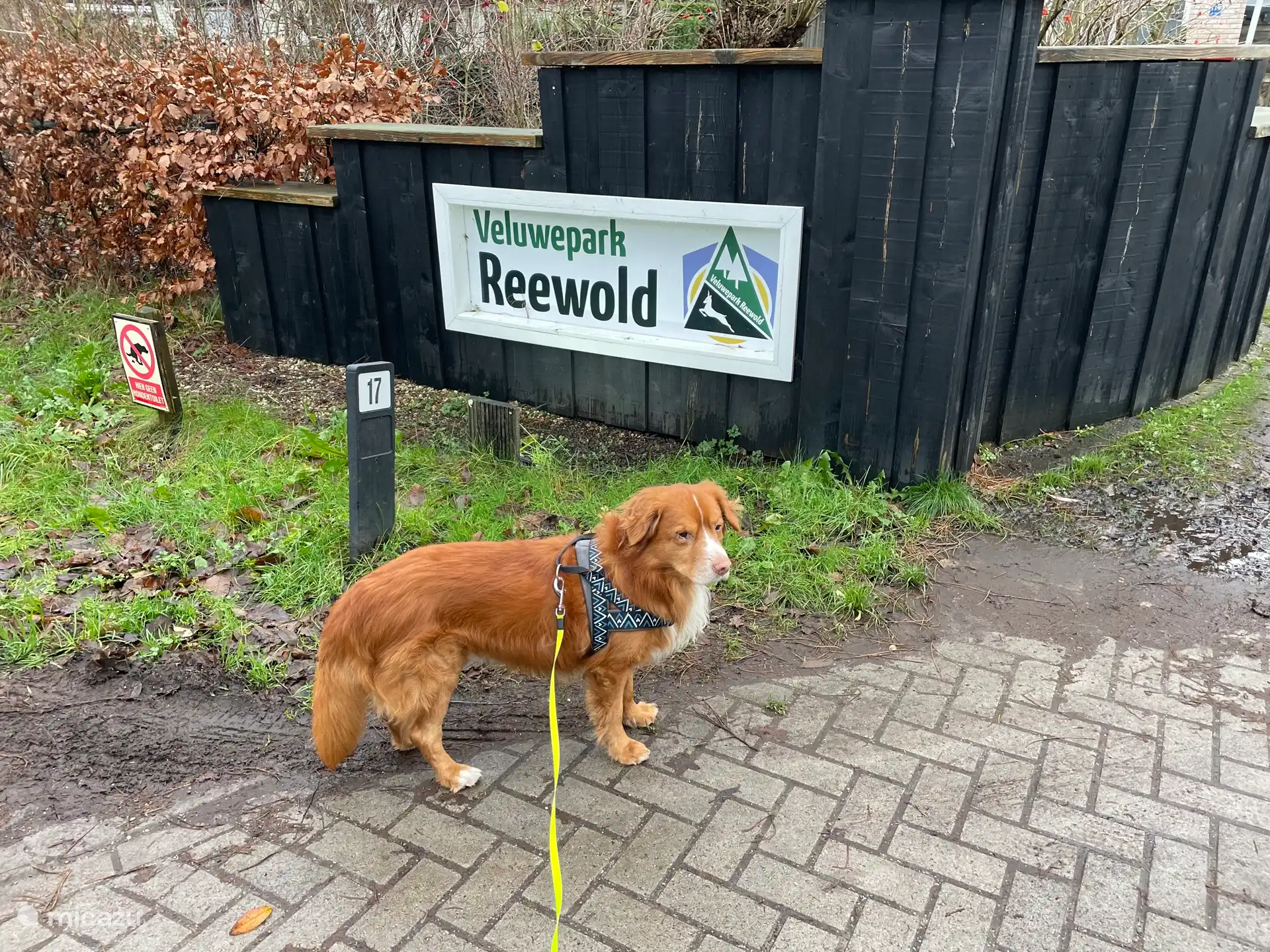 El Chalet es amigable con mascotas. En el parque es obligatorio llevar a tu(s) perro(s) con correa. En el jardín vallado pueden subir.