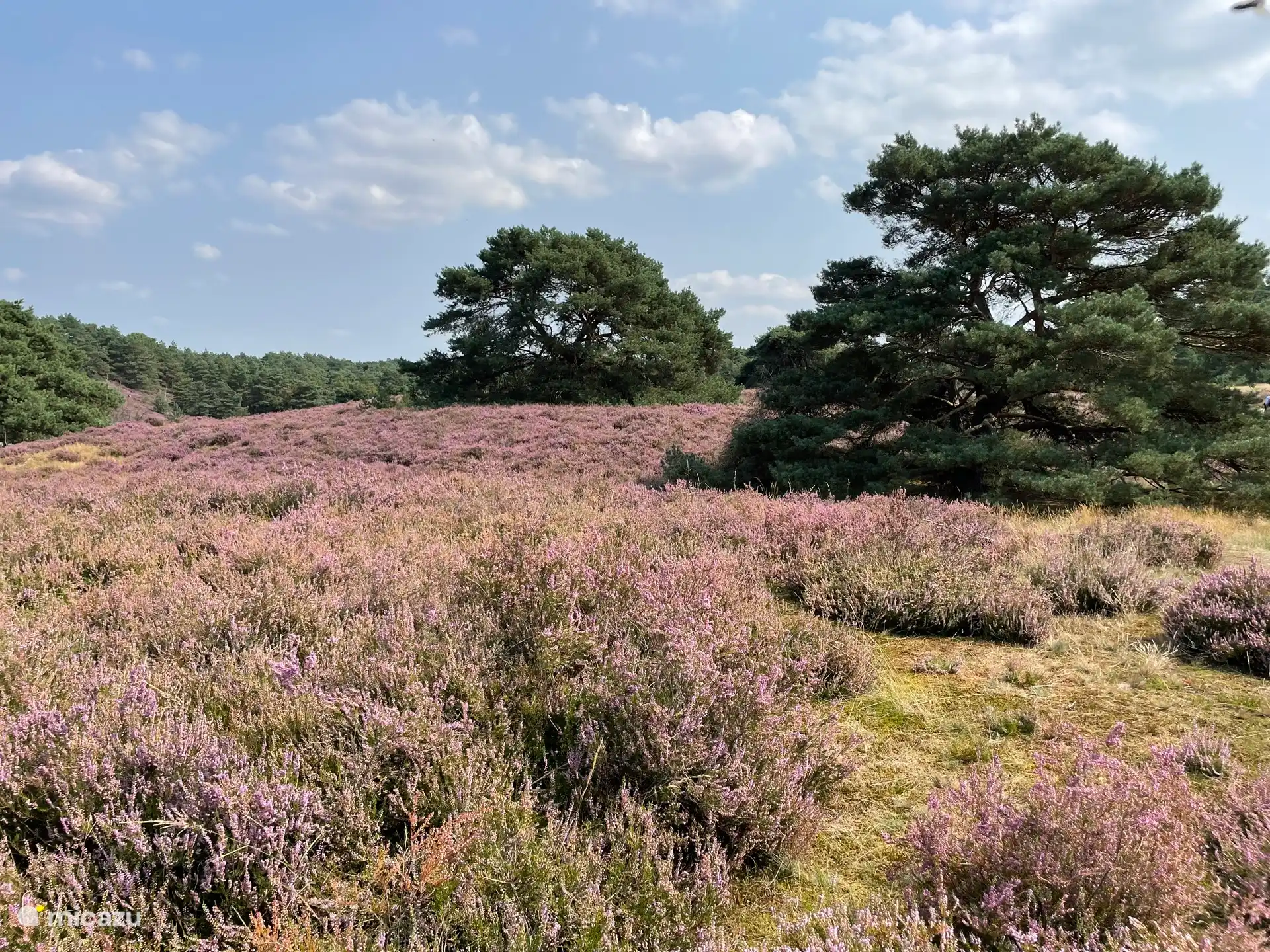Y cuando el brezo se vuelve morado..... ¡Es aún más divertido!