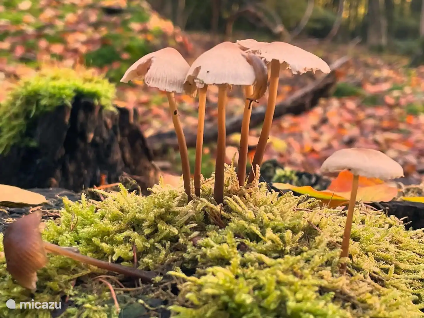 Chalet Kwispel está situado en una hermosa zona boscosa donde se puede disfrutar plenamente de la paz, la naturaleza y hermosas rutas para caminar y andar en bicicleta.