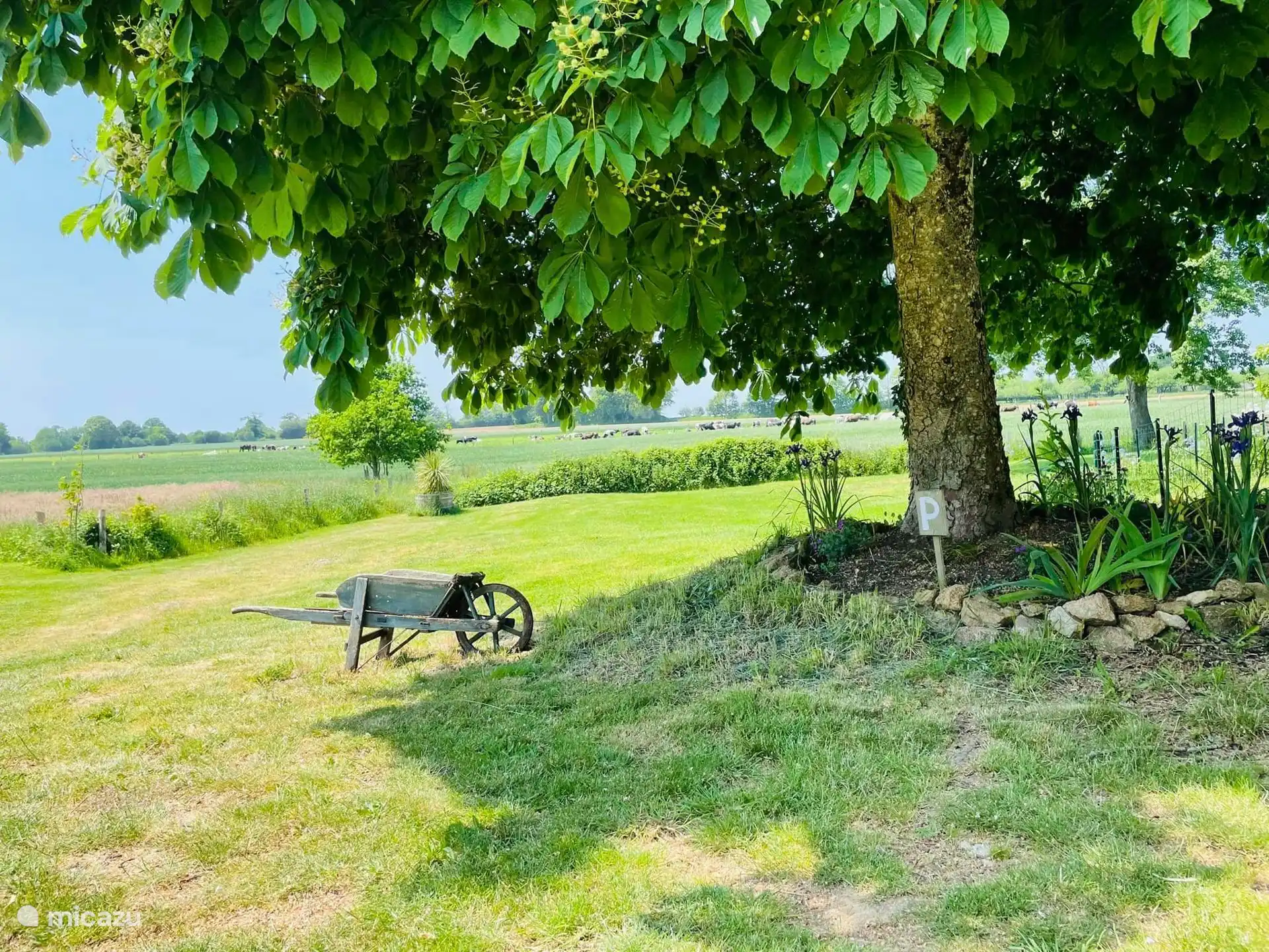 The chestnut tree in front of the gite