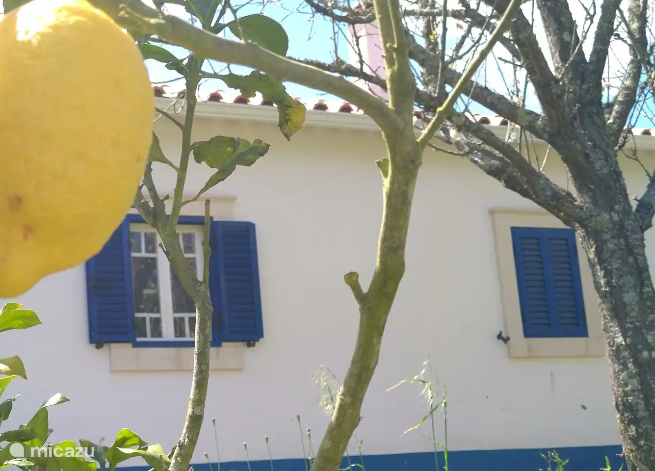 Délicieux fruits, citrons, oranges et limes. Lorsqu’ils sont mûrs, n’hésitez pas à les déguster.