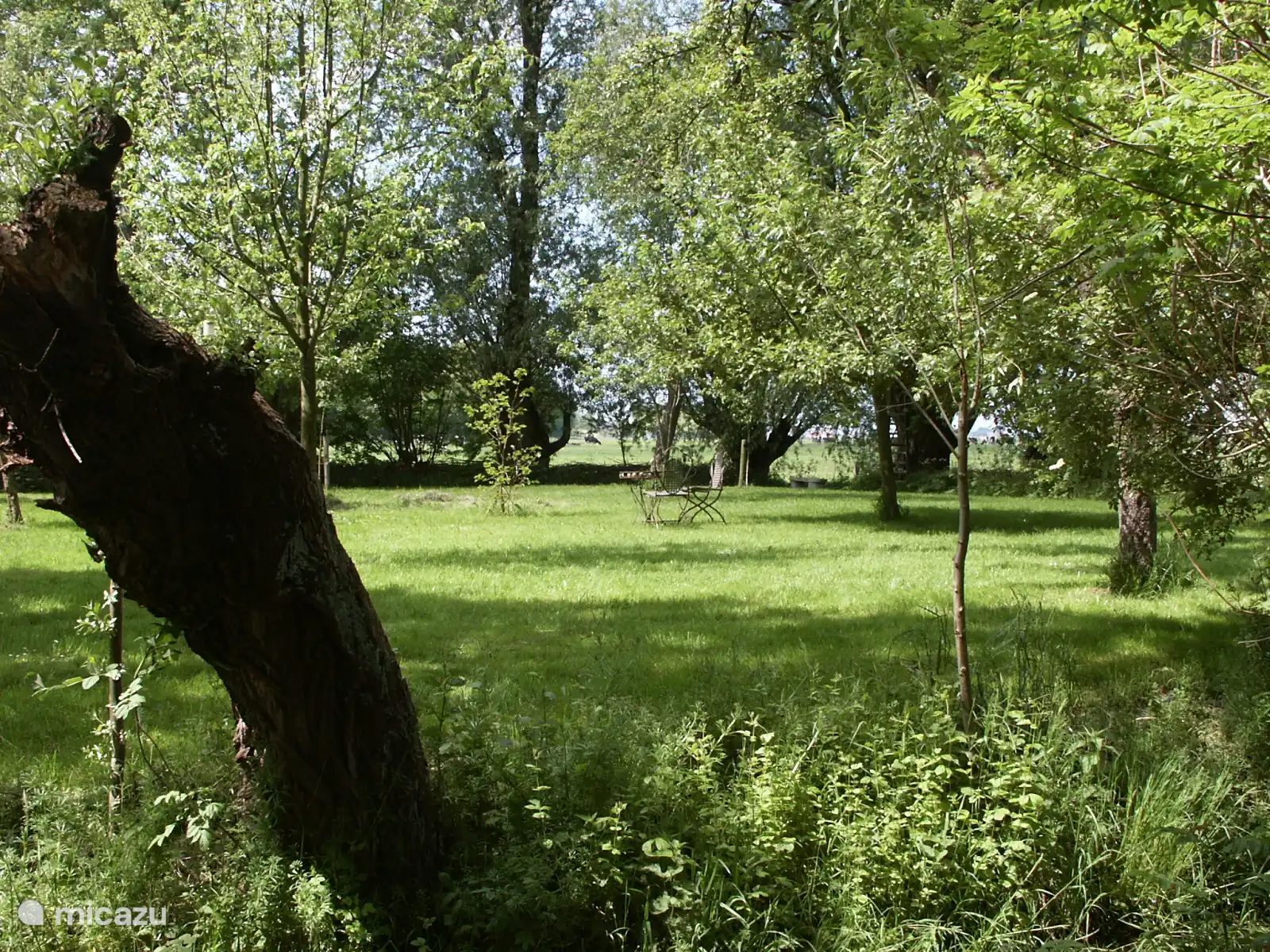 Le verger en fleurs.