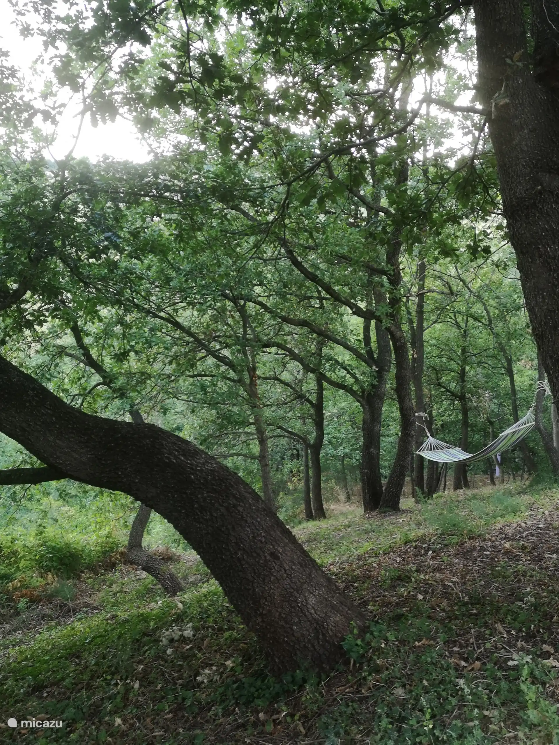 Amacas dans les bois