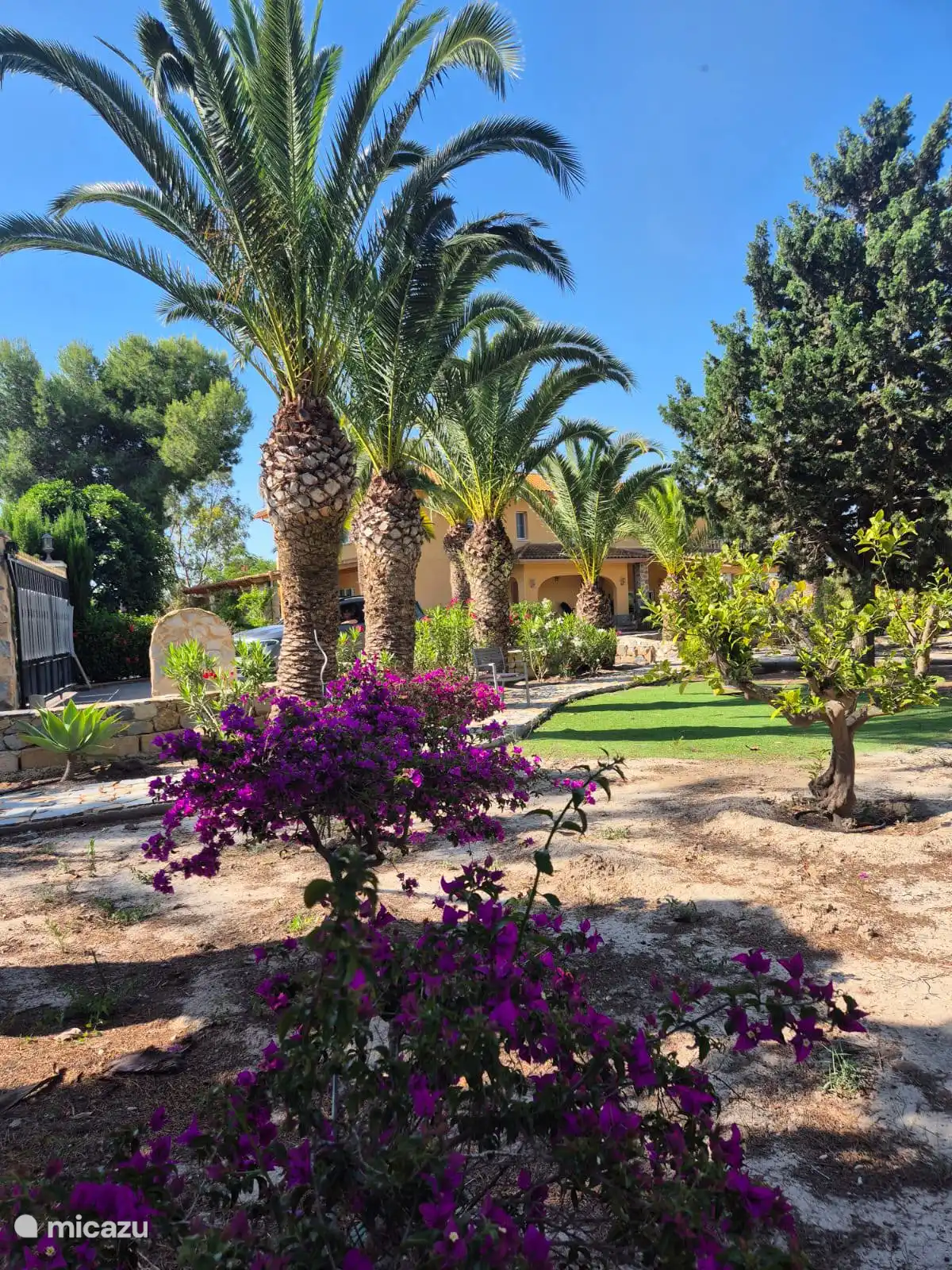 Prachtige bougainvilleabloemen en palmbomen maken deel uit van de voortuin.