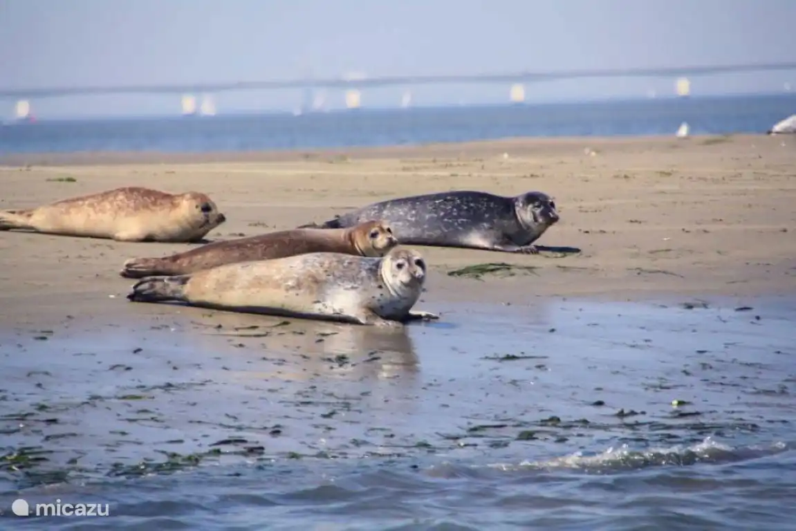 Non seulement de nombreux oiseaux, huîtres, crabes et marsouins peuvent être observés le long de la côte, mais les phoques sont également régulièrement présents sur les bancs de sable.
