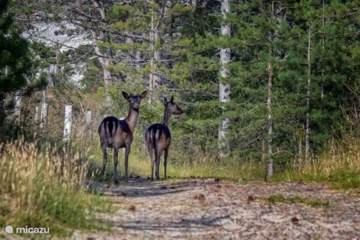 Le daim, le chevreuil, les chevaux Konik et les bisons européens parcourent la forêt.