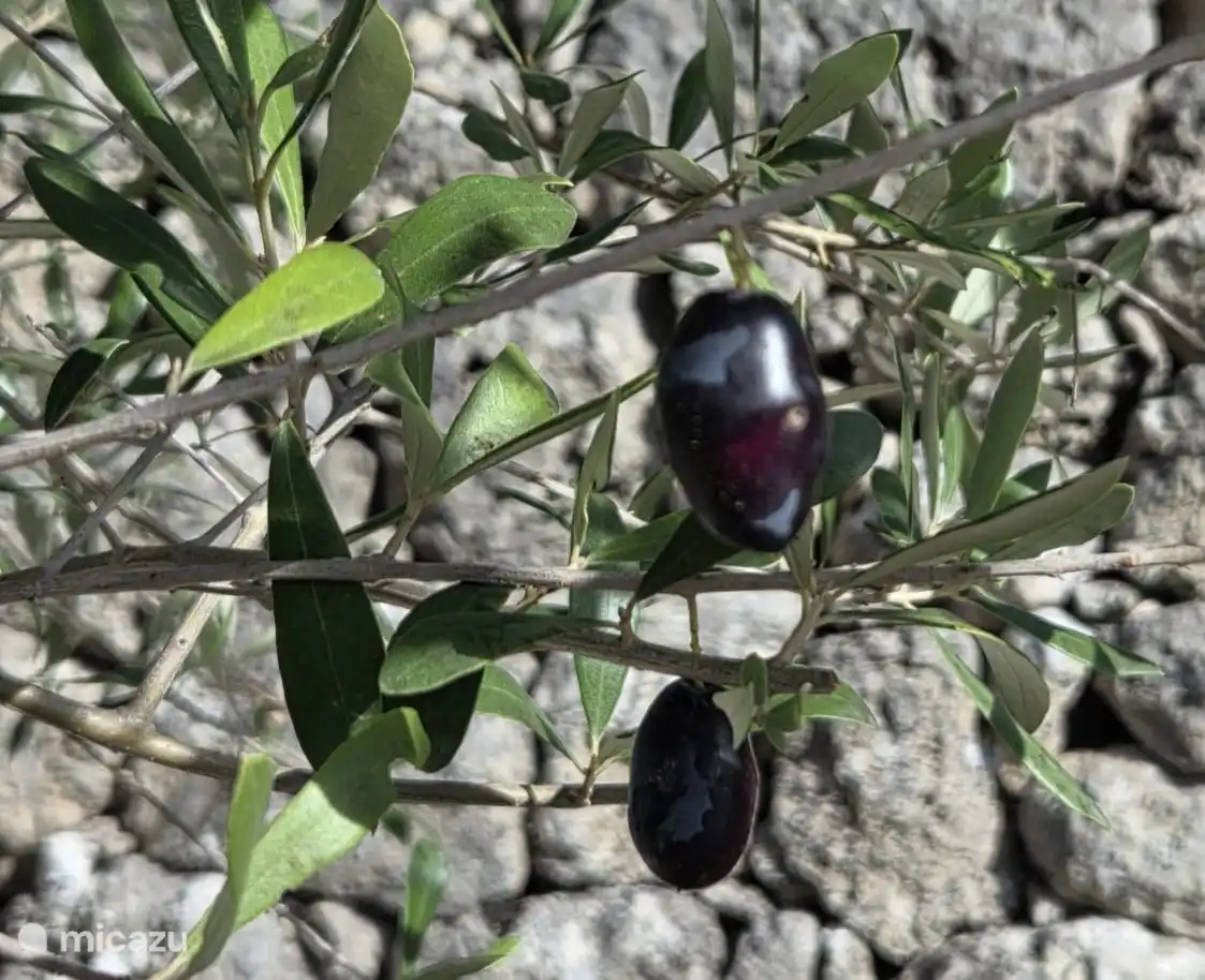 De nombreux oliviers dans le jardin