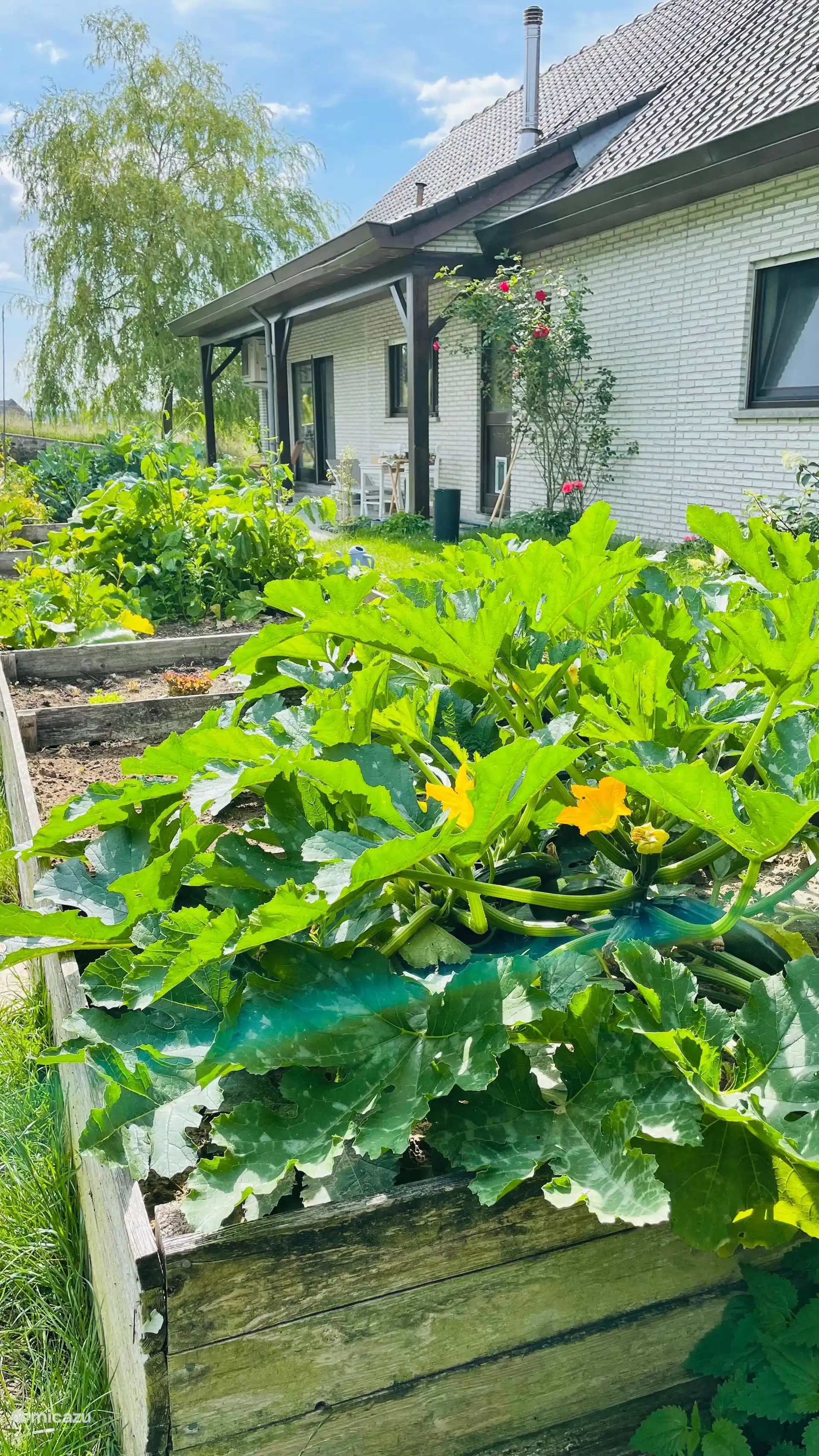 We telen onze eigen groenten. Vraag Daan voor een tour door de tuin!