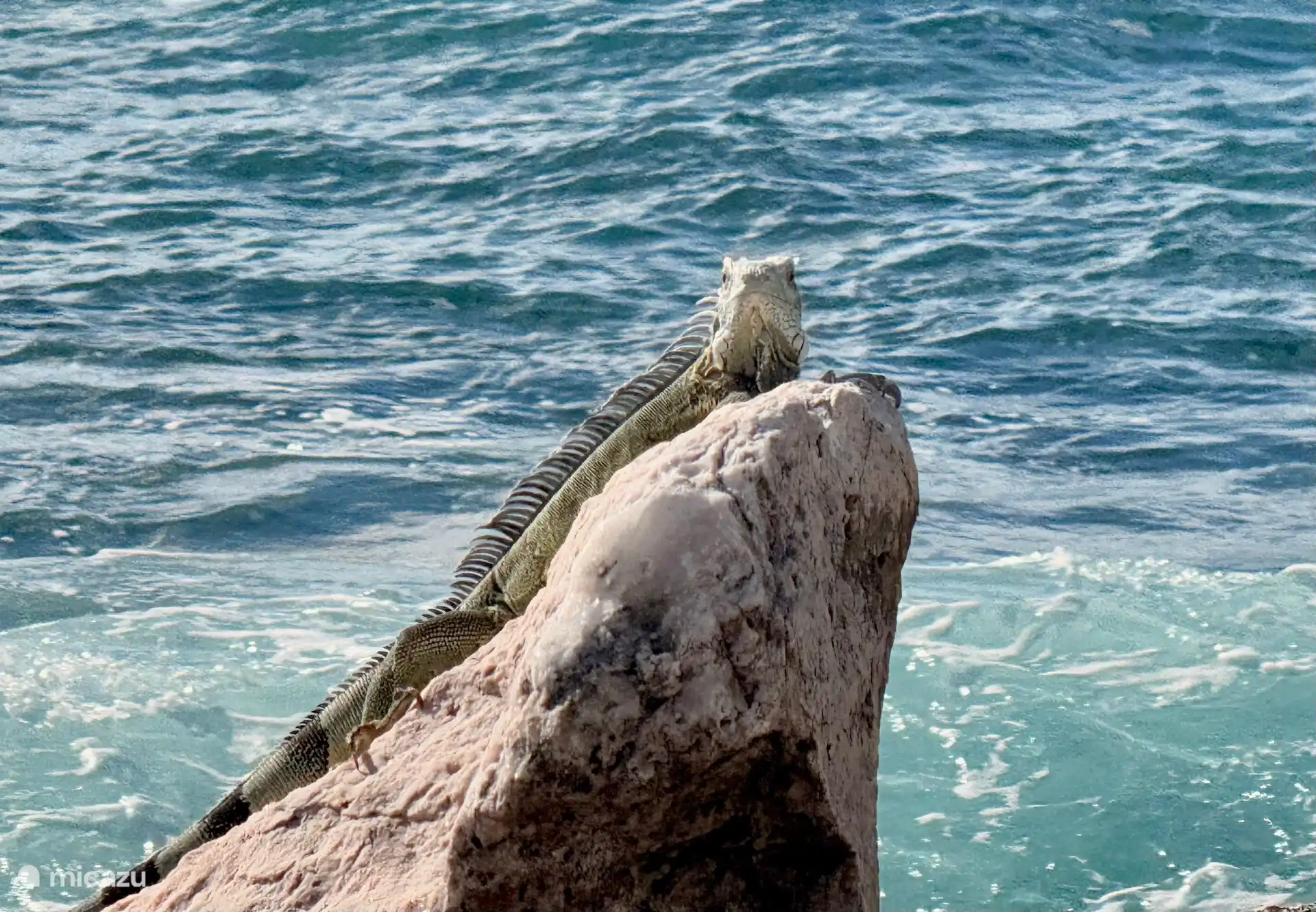 Iguana en la playa