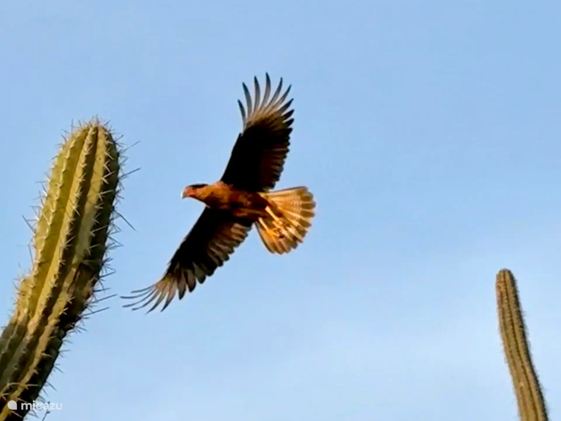 Waraware en el sendero cerca del apartamento Jamanenka Trail