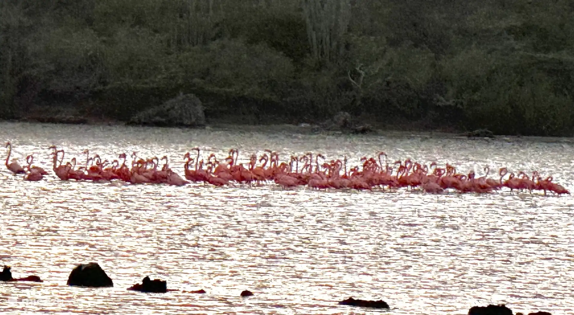 Flamingo, a 5 minutos en coche del apartamento