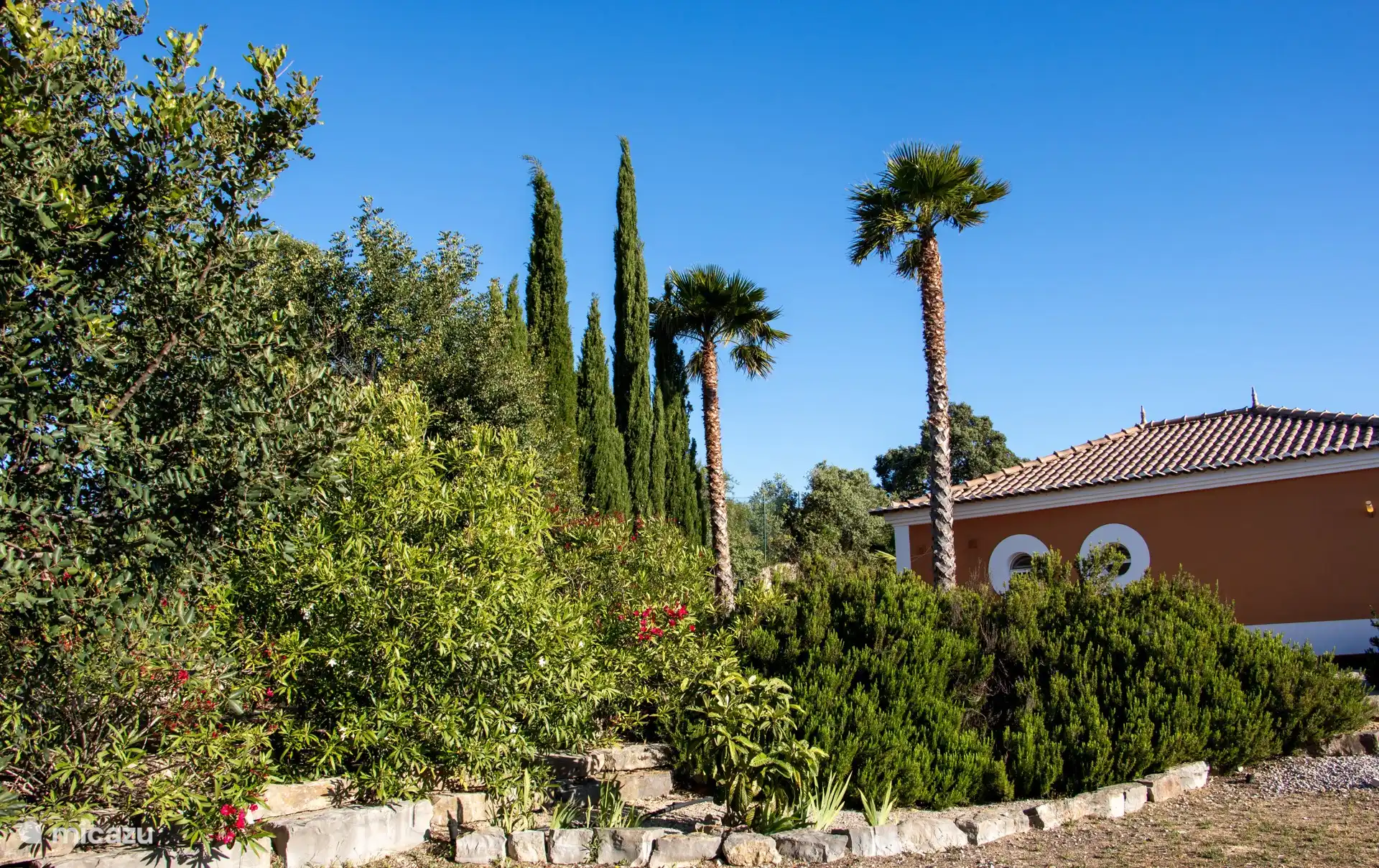 Garden cipress and palm trees