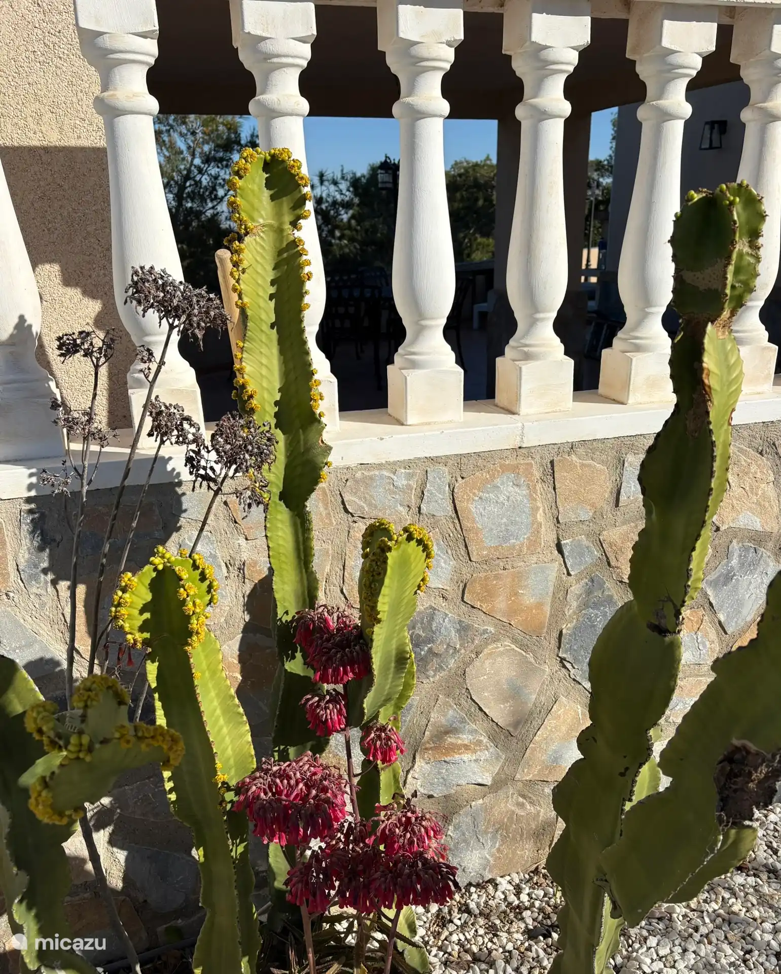 Villa Tember, cactus in bloei.