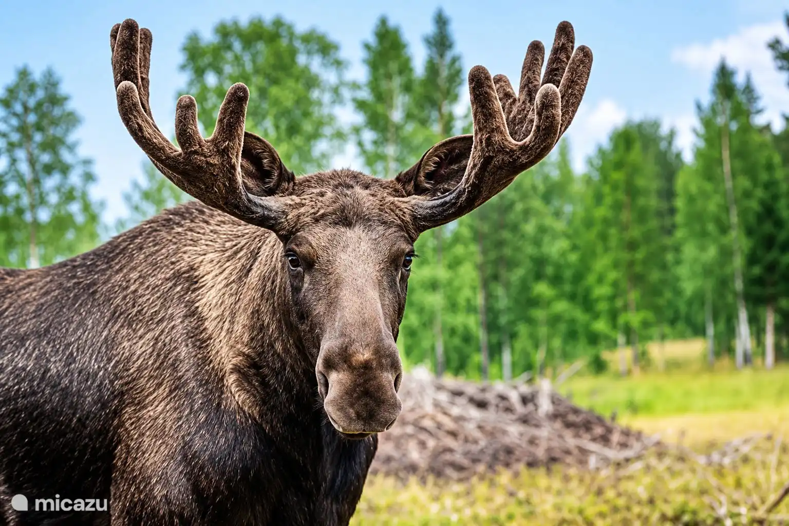 In Schweden gibt es viele Elche, wo sie Moose genannt werden.