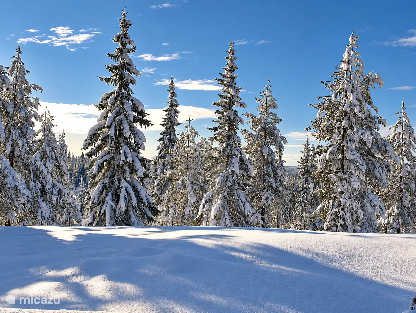 Der Wald am Wintertag