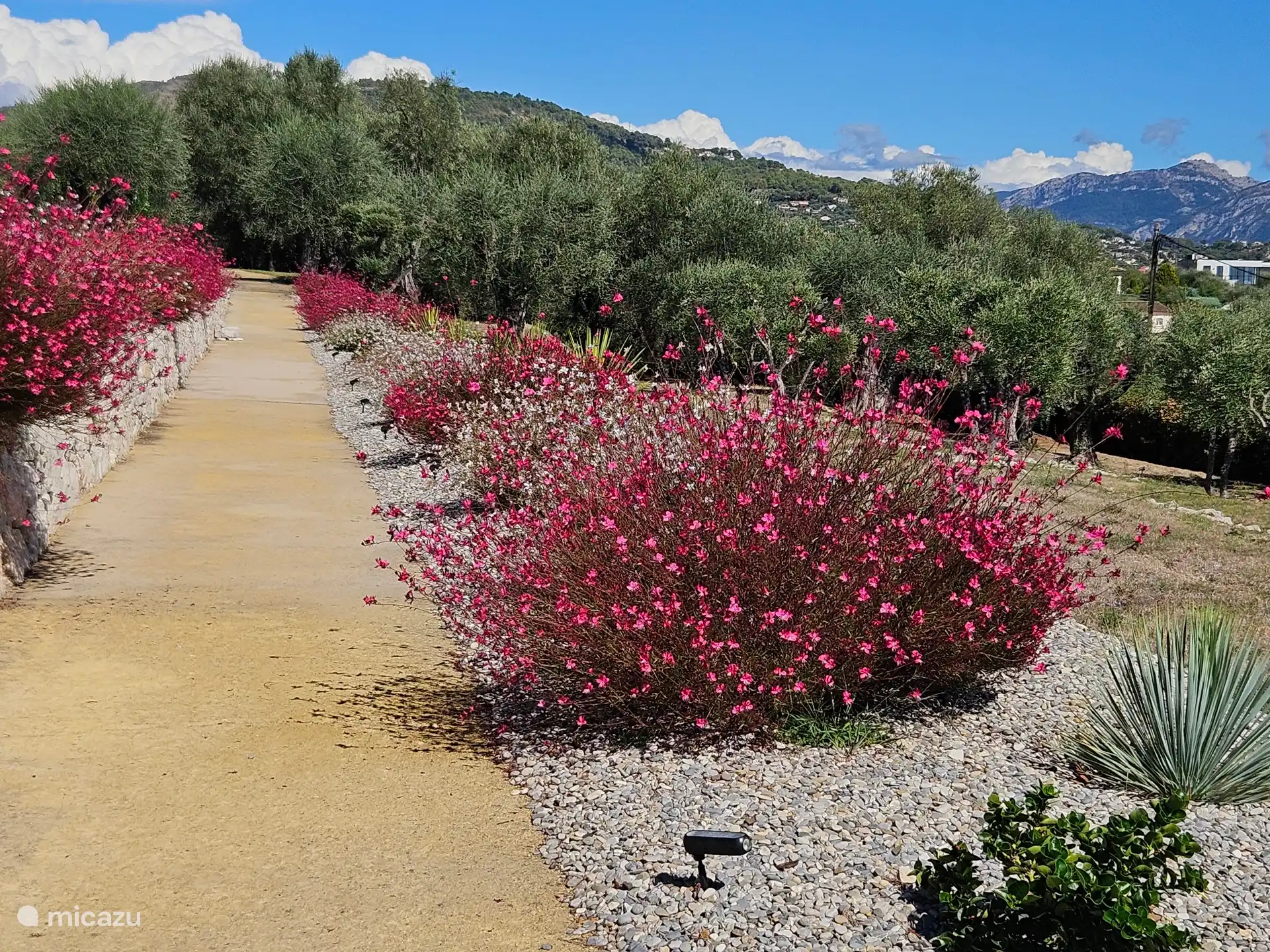 Uitzicht op het park met eeuwenoude olijfbomen