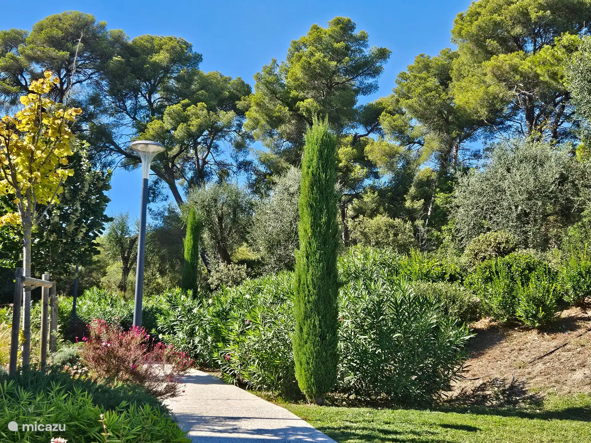 Uitzicht op het park met het kleine dennenbos