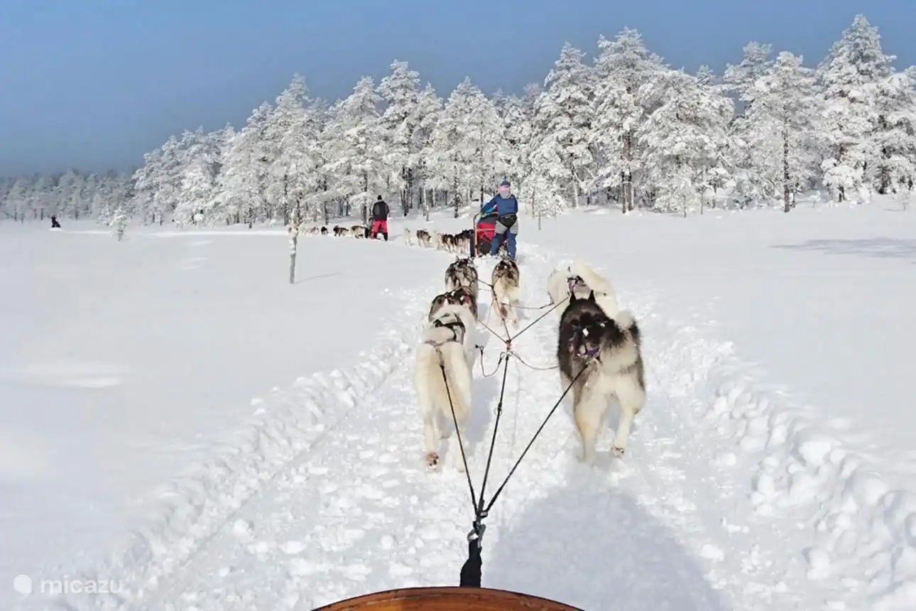 Cabalgata de huskies en la nieve