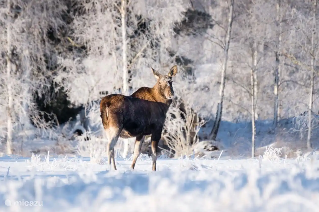 Alces en invierno