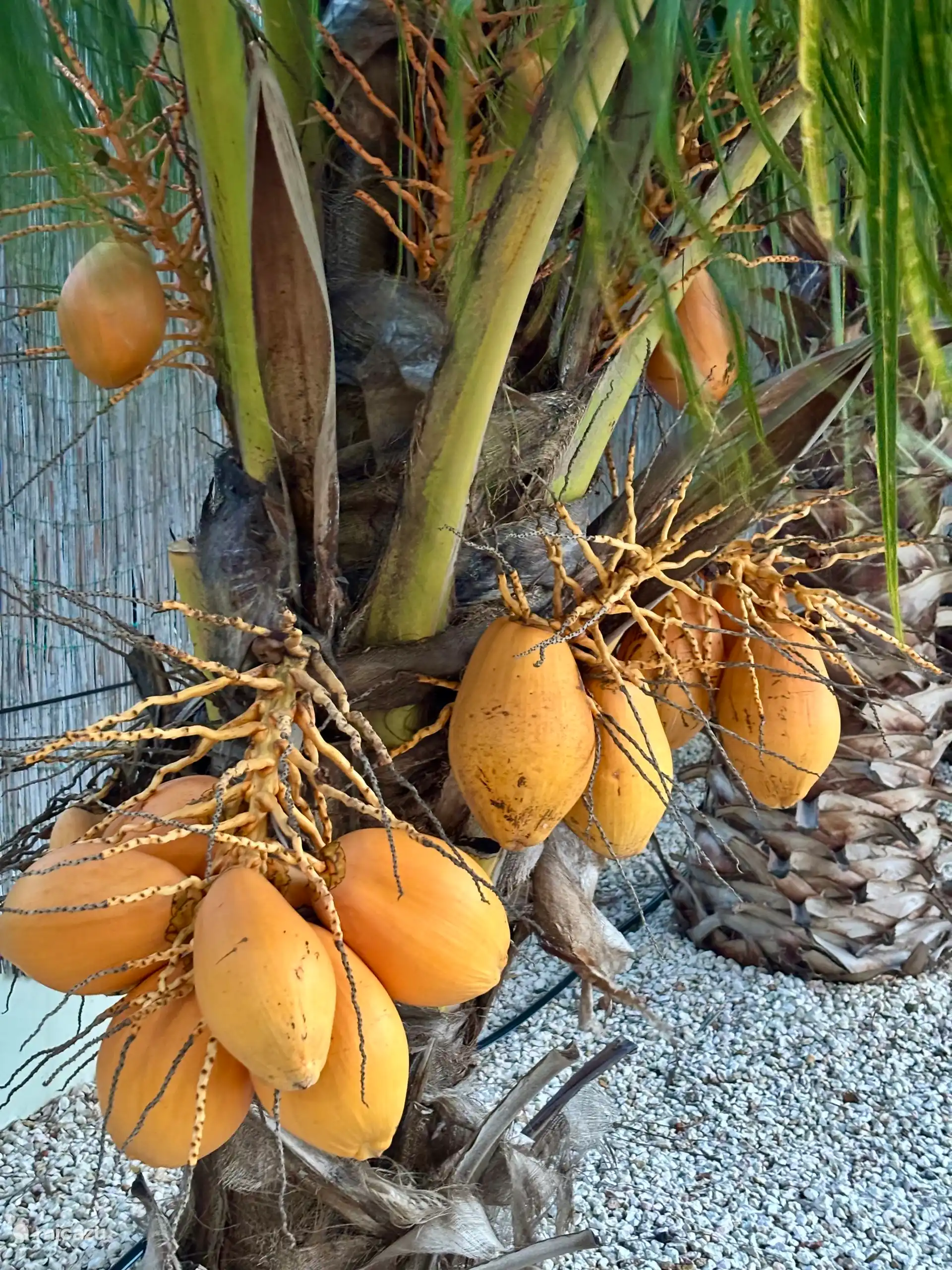 Du kannst diese Kokosnüsse essen! 