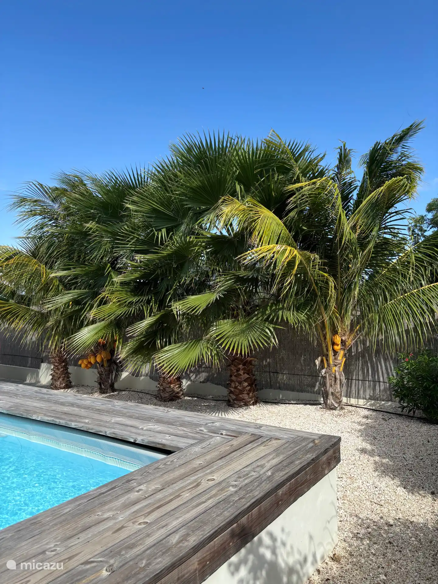 Ein Vergnügen anzusehen, diese großen Palmen!