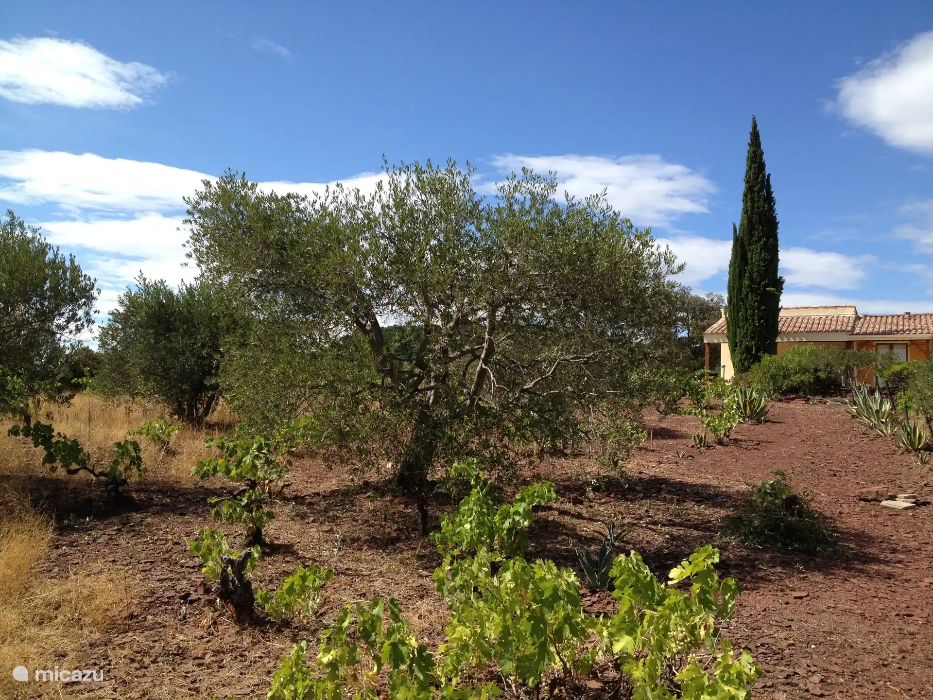 olive grove