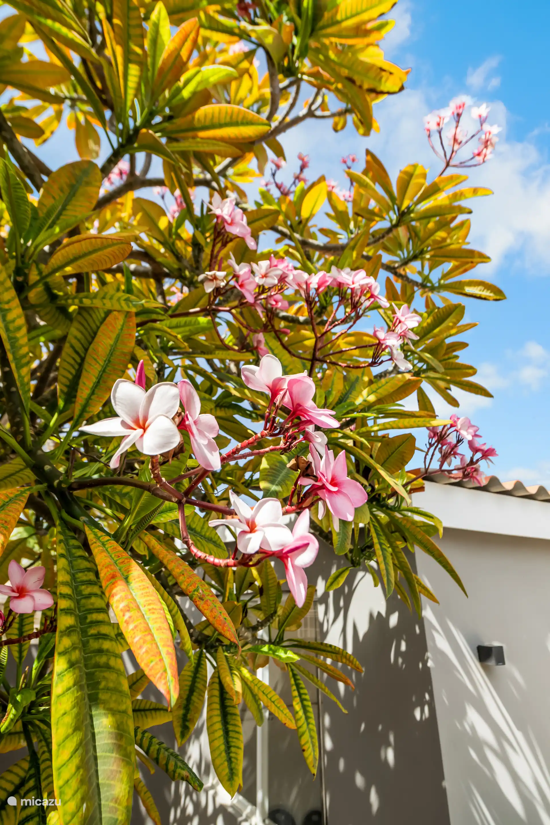 Des couleurs joyeuses dans le jardin quand les arbres sont en fleurs.
