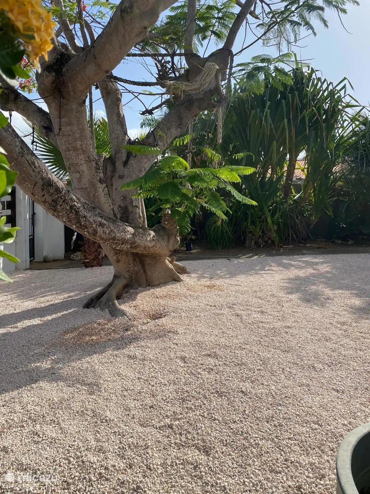 De voorkant van de tuin ruim en tropisch. Met de grote Flamboyant!