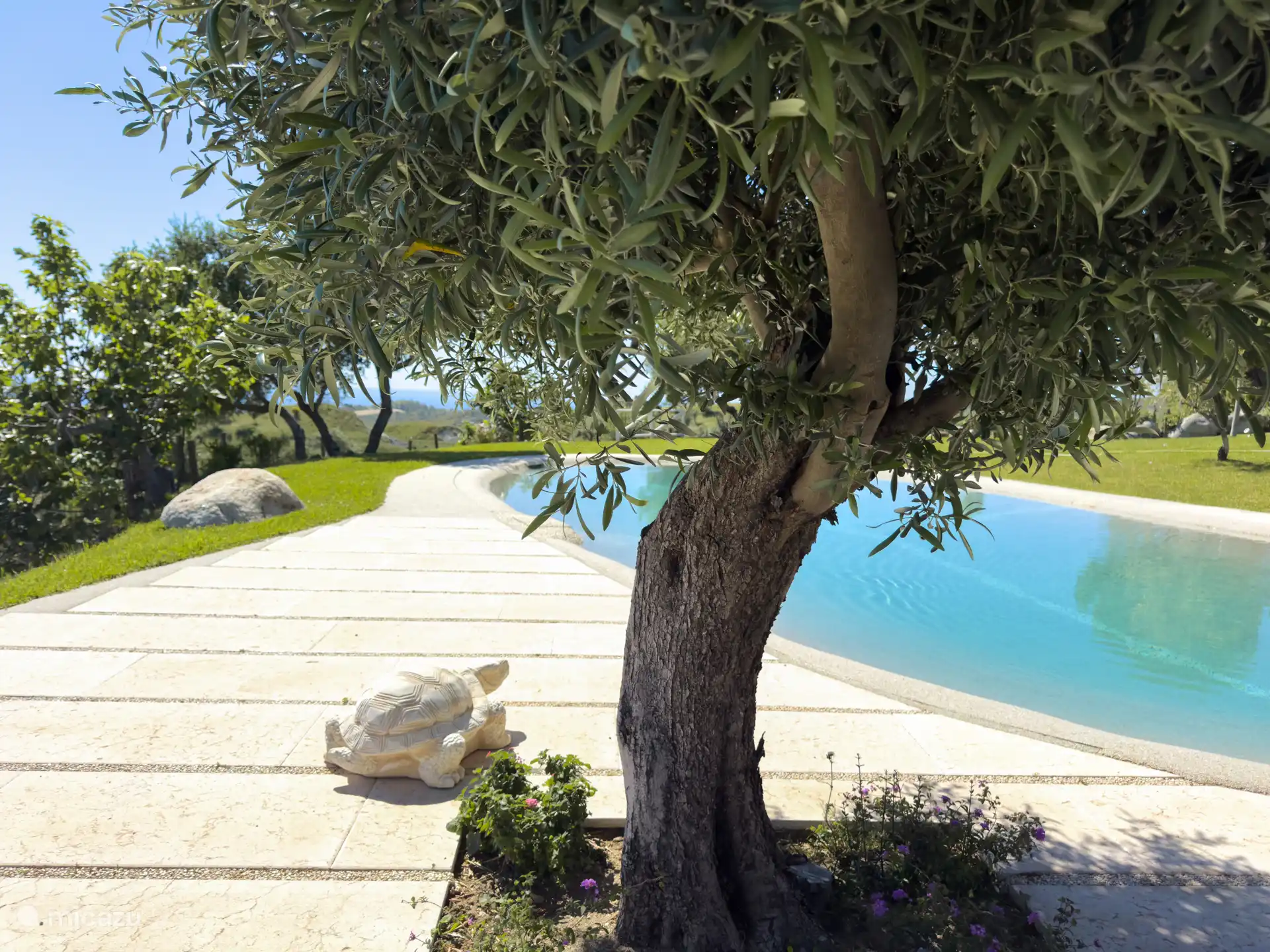 Het zwembad ligt beschut tussen mediterrane beplanting en olijfbomen. Door de natuurlijke vormen voelt het mooi opgenomen in de tuin.