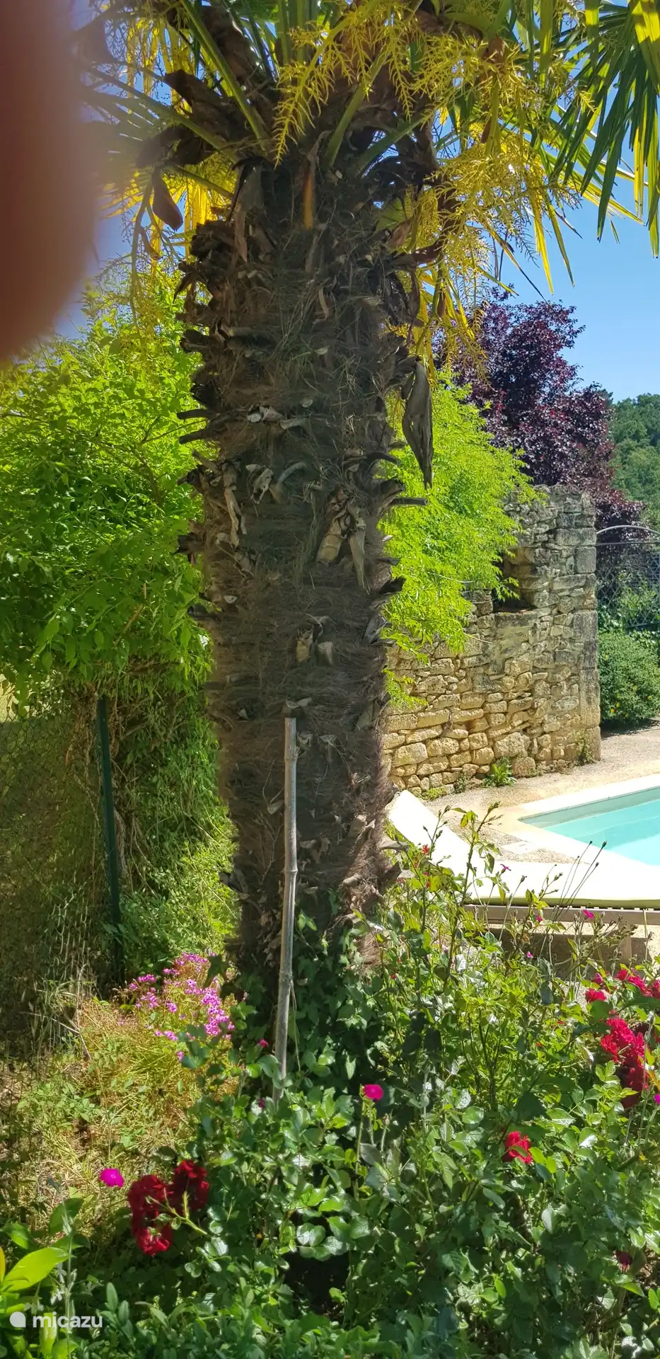 Jardín de la piscina