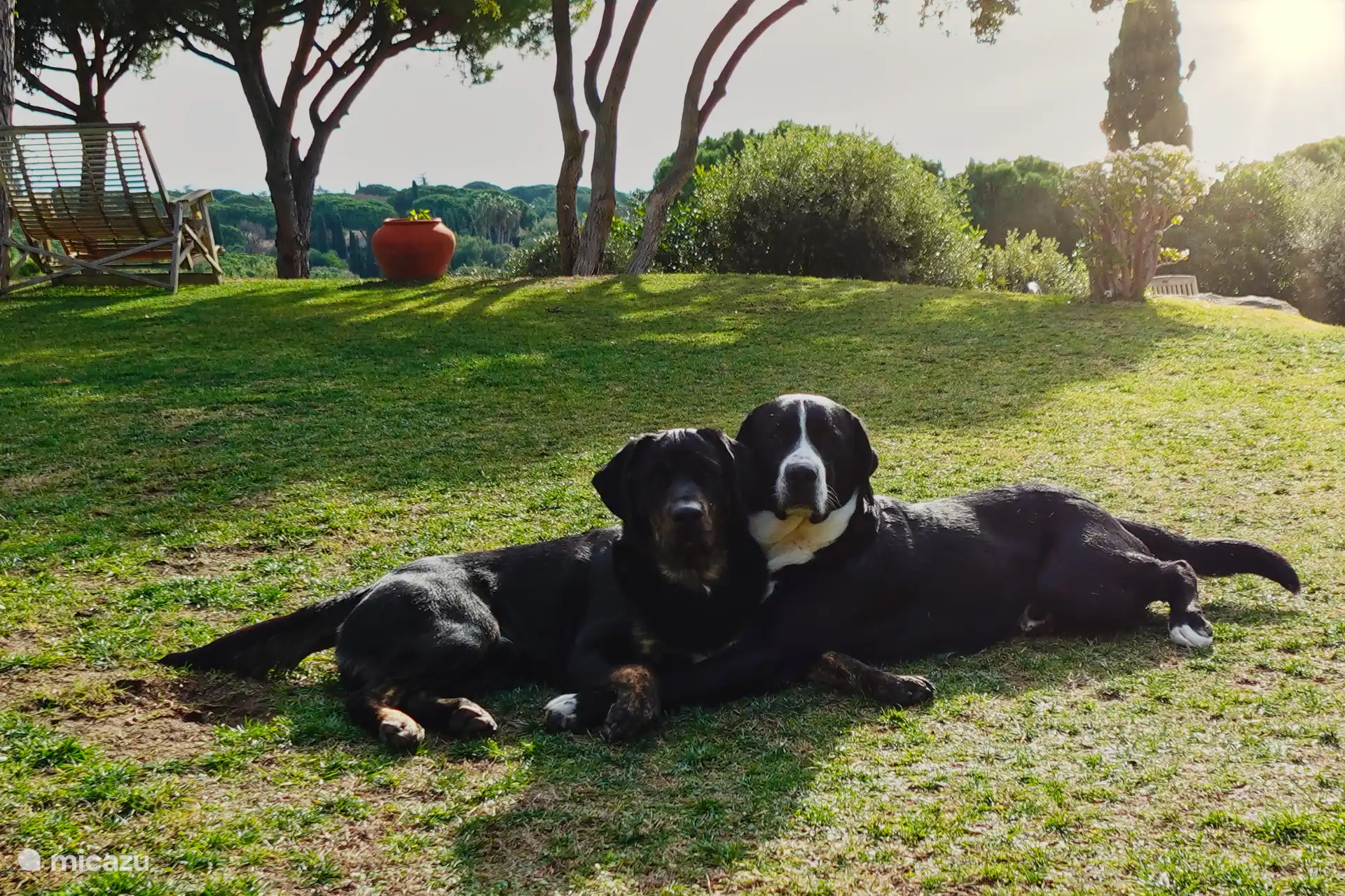 Nuestros encantadores perros crean un ambiente cálido y hogareño.
