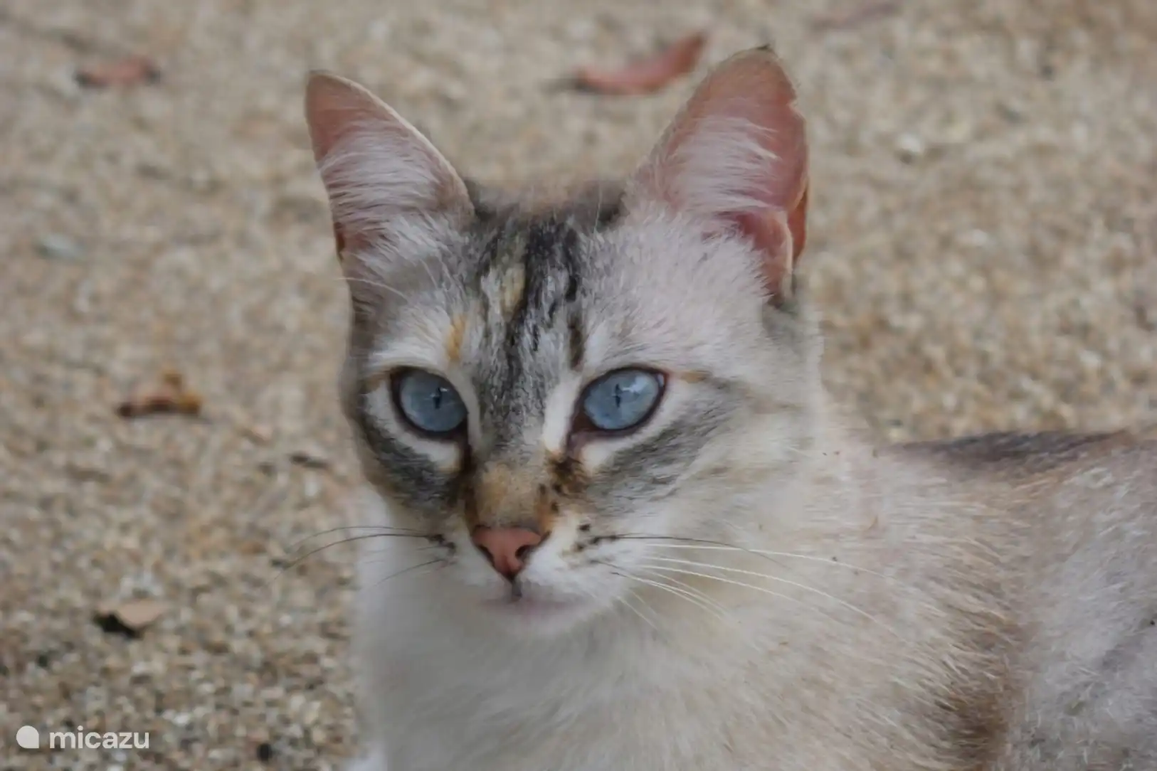 Loisie de ojos azules