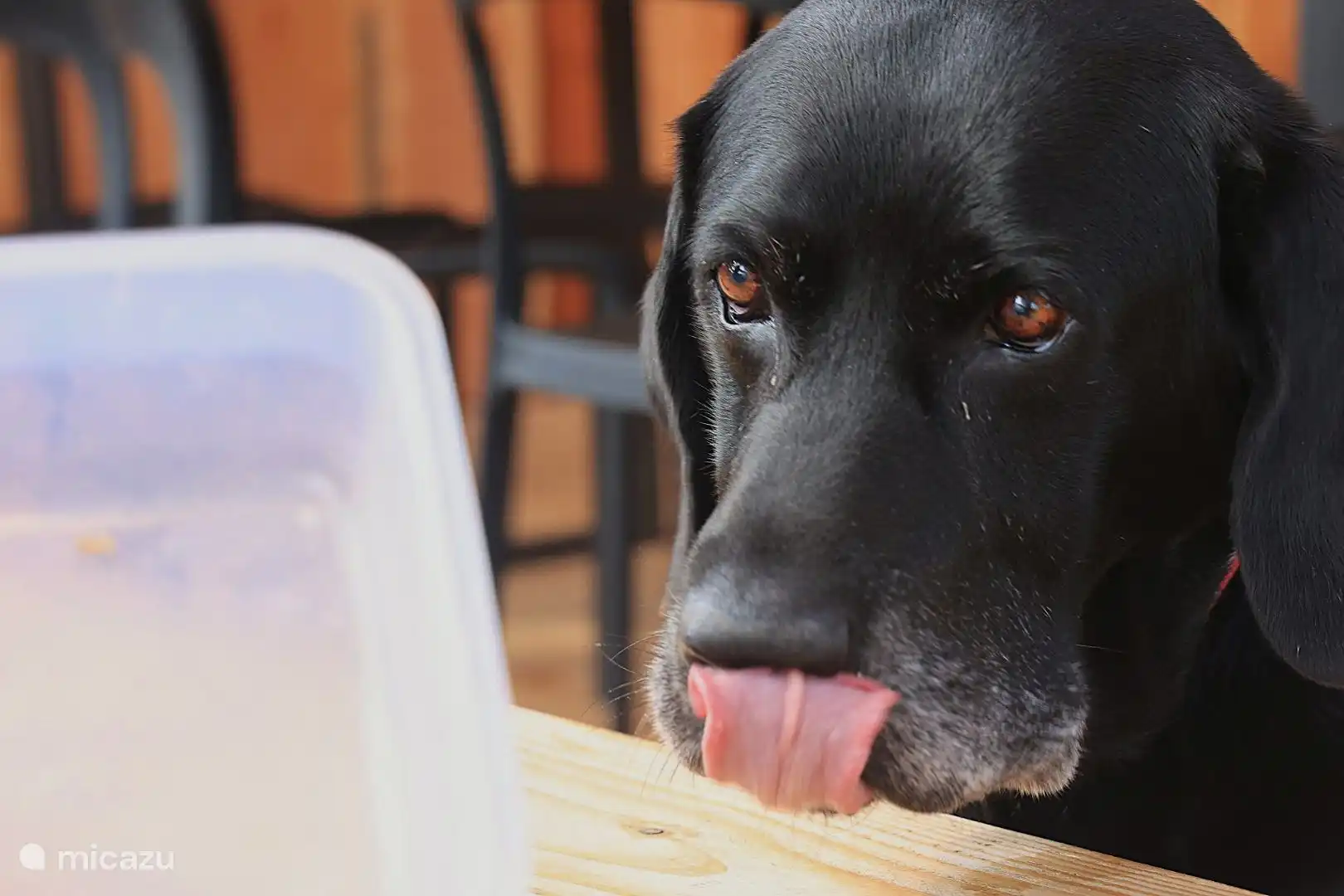 Nuestros viejos lobos siempre listos para un abrazo